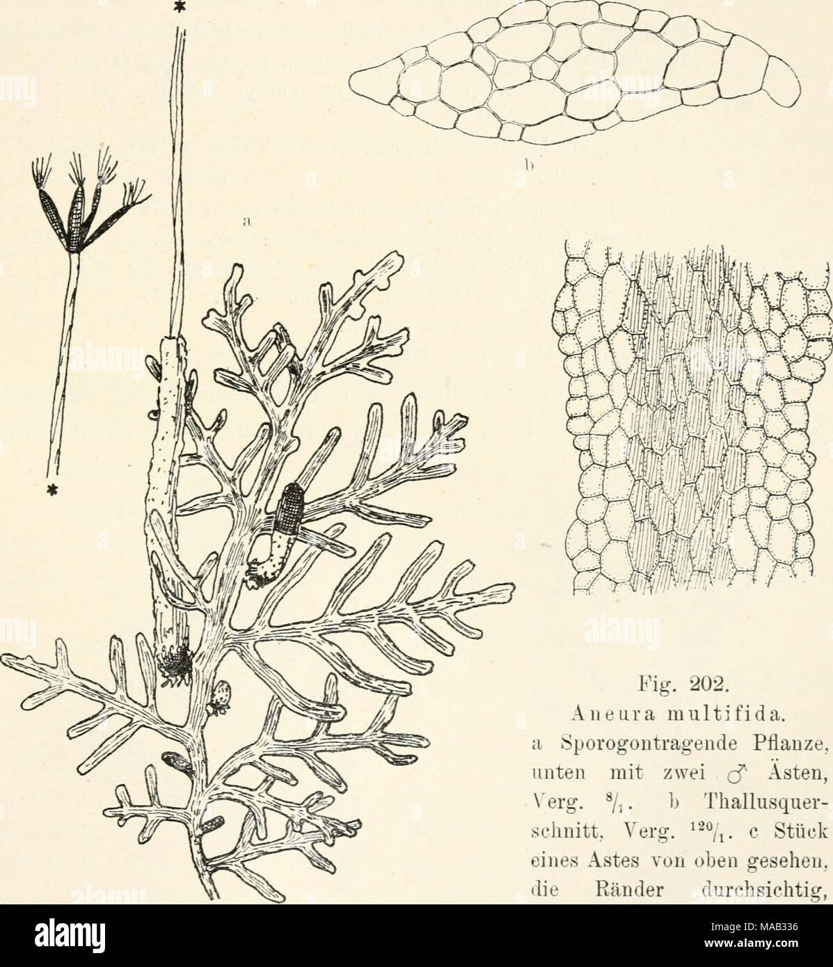 Le Dr L. Euler's Kryptogamen-Flora von Deutschland, Österreich und der  Schweiz . Fig. 202. Aneura multifida. Sporogontragende Pflanze, oben mit  zwei cf Asten, N'erg. 7i- Thallusquer ^J- schnitt, Vergès. ^^o^^. e