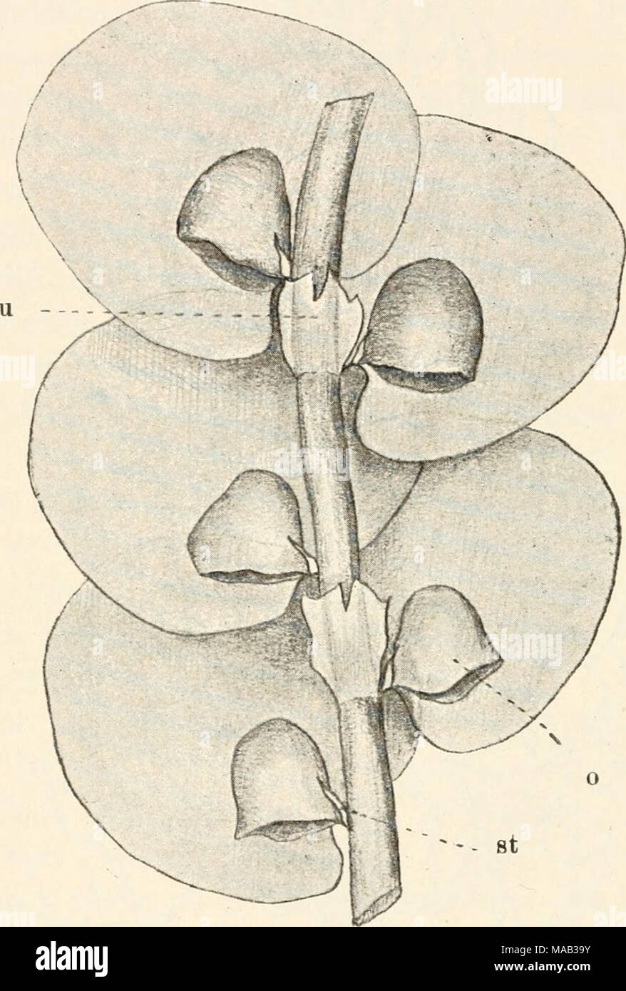 Le Dr L. Euler's Kryptogamen-Flora von Deutschland, Österreich und der  Schweiz . Fig. 95. Frullania dilatata. Stück der Pflanze von der Unterseite  kappenförniige Blattöhrchen, o = = st, stylet, u =