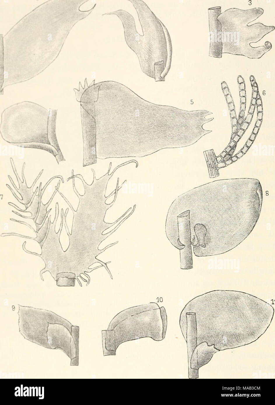 . Le Dr L. Euler's Kryptogamen-Flora von Deutschland, Österreich und der Schweiz . -11 Fig. 31. Blattformen in der J u i n g e r m a n n i a c e e n. 1. Lophocolea bidentata. Vergès. '^/i. 2. Sendtnera Saute riana. Ver^. '*.,. 3. Lepidozia r e p t a n s. Vergès. ^^j- "* =• Odontoschisma (i e n u d ji t u m. Vergès.^ j/j. 5. M a s t i g o b r i u m t r i 1 o b a t u m. Vergès. ^°/i. ( ;. HlepharoHtoma j'ir ch p h y o u ra 11. Vergès. ^^^j- ^- p i t i 1 i d i u m p u l 0 h e r r i u de ni ni. Vergès. ^•^j" 8. Frullänia tamarisci. Vergès. ^vi. * :). ScHpania u m b r o k a. Vergès. **/,. 10. Sphenolobus Banque D'Images