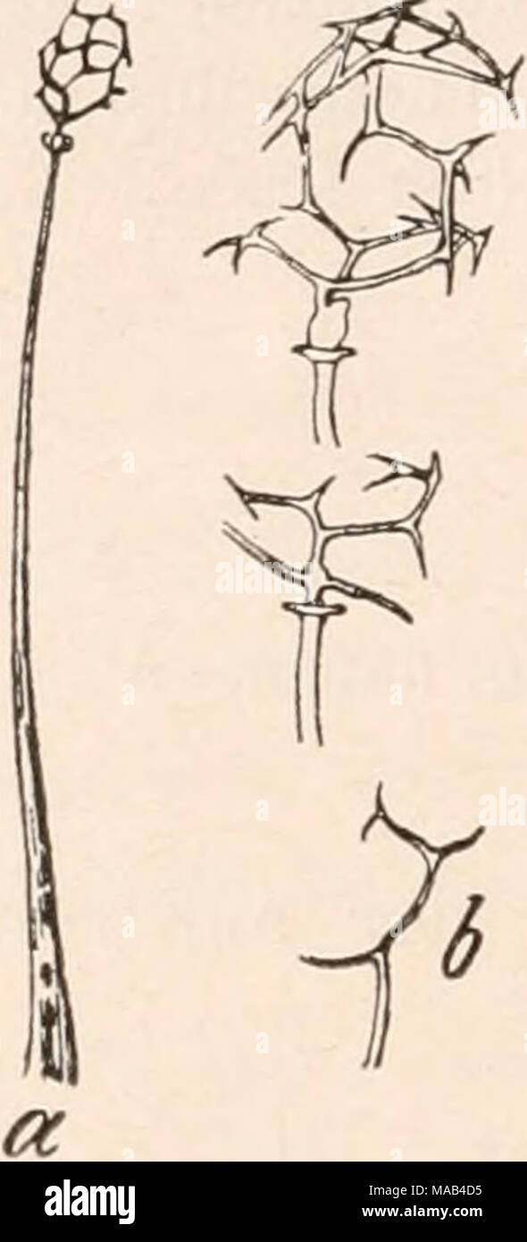 . Le Dr L. Euler's Kryptogamen-Flora von Deutschland, Österreich und der Schweiz . Fig. 106. Echiuosteliura miuutuin de Bary. Une Sporangiuin Caiiillitium) mit C/^",) ; b) Stücke des Capillitiums (**°/j). - Nach Lister. Deutschland, Osterreich. Großbritannien, Rumänien, Australien, Neu-Seeland. Ist sicherlich auch dieser Schleimpilz verbreiteter, wird aber wohl senneur Kleinheit wegen habitually übersehen oder mit einem irgend Schimmelpilz verwechselt. Clastoderma Ecliinosfelium teilt mit mourir, Eigentümlichkeit Sporangiumstiel Ausschußmaterial dass der mit erfüllt ist bei allen übrigen Gattunge ; Banque D'Images