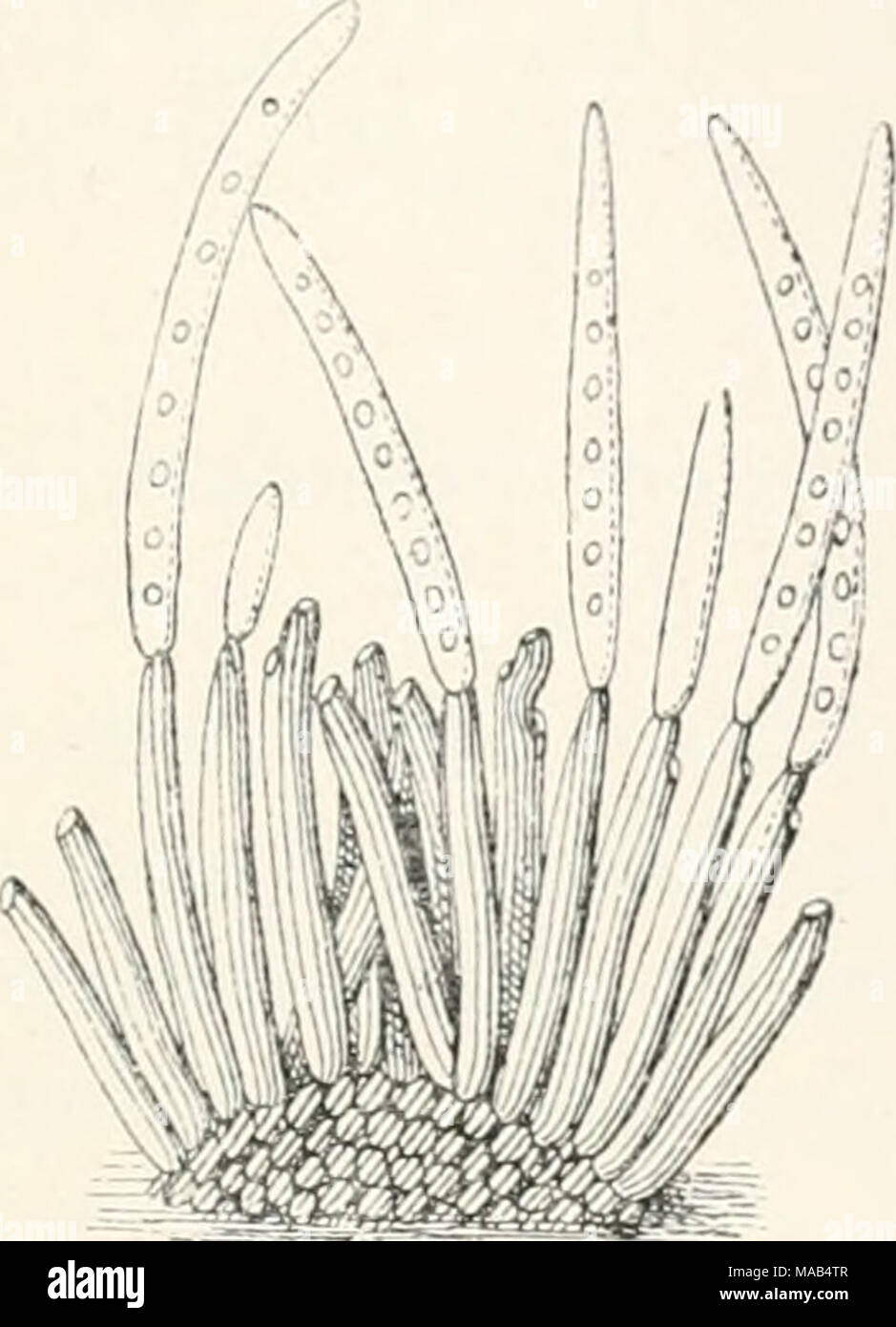 . Le Dr L. Euler's Kryptogamen-Flora von Deutschland, Österreich und der Schweiz . Cercos])ora tiuea Sacc. Kouidienträger Kouidien und, stark vergr. (Nach Saccardo.) 1903. C. elaterii Passer, chez Hedwigia XVI, 123 (1877). - Sacc. Syl. IV, 452. Ex. Eabenhorst eur champignons. 2275. Blattflecken abtrocknend. Hasen. oberseitig Üschelig Konidienträger l), gebogen-knorrig, bräunlich. Konidien ziemlich kurz, den gleichlang unseptiert. Trägern, oder mit wonigen Scheidewänden- deutlichen, hyaline. Auf den von Ecballium elaterium Blättern bei Parma (Passerini), im Oktober. Thiim. chez Hedwigia XVIII, Banque D'Images