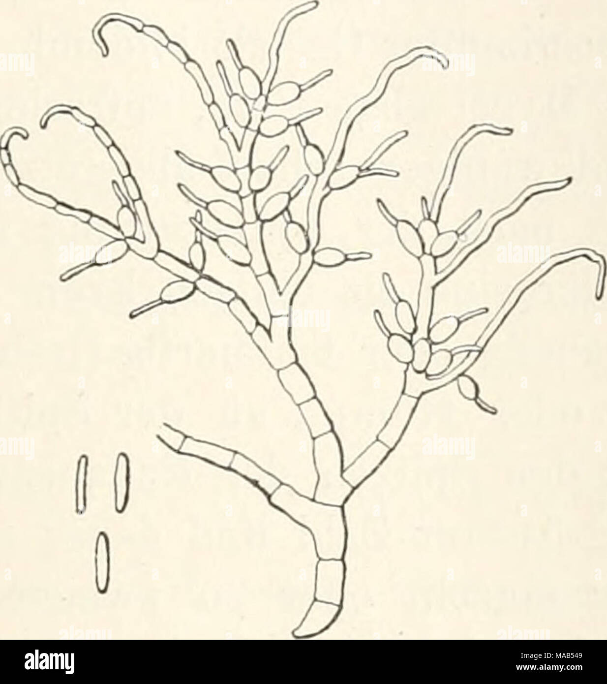 . Le Dr L. Euler's Kryptogamen-Flora von Deutschland, Österreich und der Schweiz . Album Bonord Cylindrodendrum. Konidienträger Konidien und. Stark vergr. (Nach Bonorden.) Un faulenden Aesten Westfalen (Bonorden) dans faulenden und Blättern von Géranium in Frankreich (Cornu). 588. C. articulatum Bonord. Handb. allgem. Myk. p. 98 (1851). - Sacc. Syll. lY, 139. Easen klein, Weiss. Konidienträger Hauptstamm aufrecht, im mit stark artikulierten Zellen und geraden, spitzen, Endästen unfruchtbaren. Auf unbekanntem Substrat dans "Westfalen, eine ganz unzureichend bekannte Art, die besser zu stre Banque D'Images