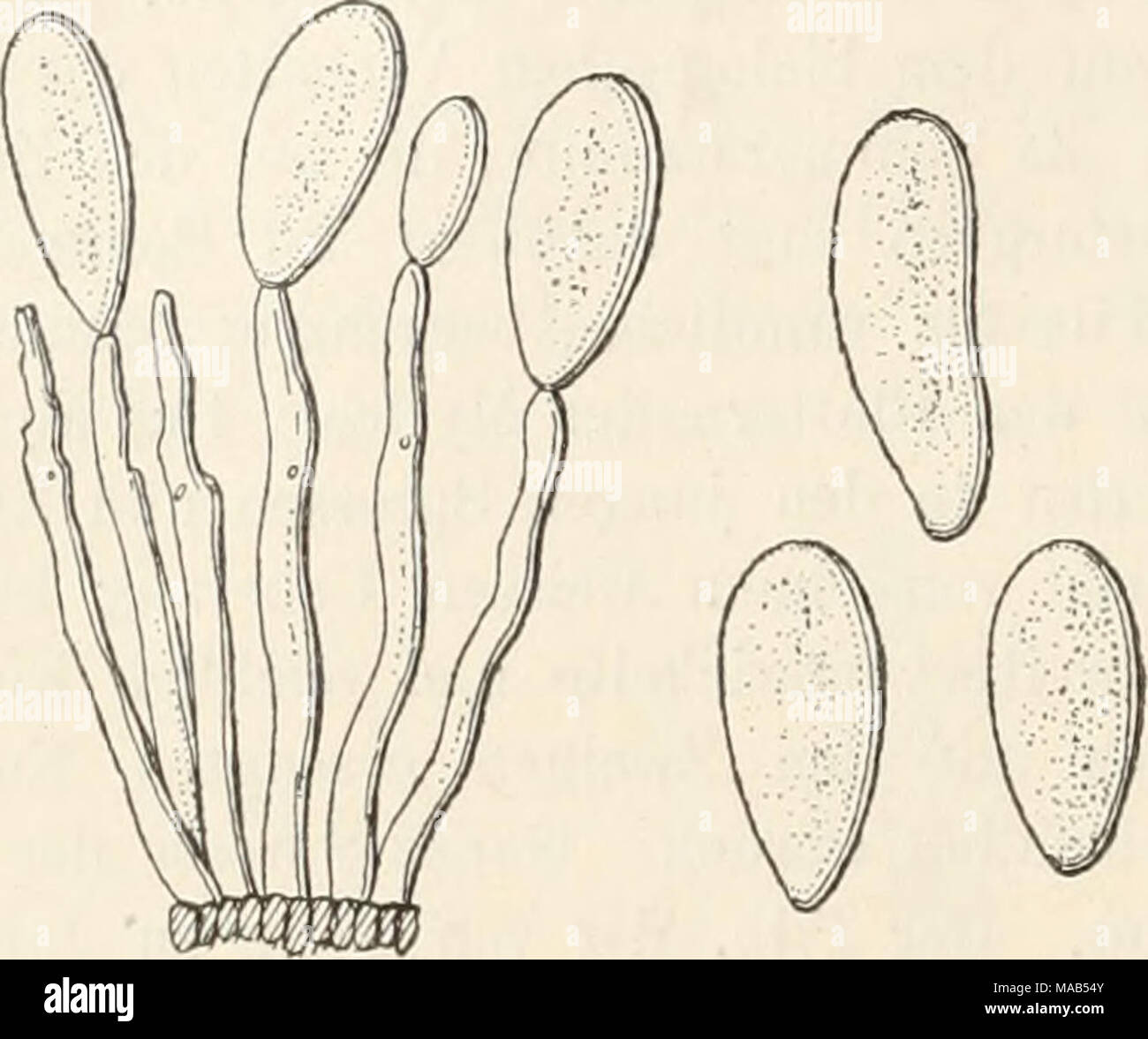 . Le Dr L. Euler's Kryptogamen-Flora von Deutschland, Österreich und der Schweiz . 511. 0. la rubéole (Bonord.). Syn. Crocysporium rubehum Bonord. Dans Bot. Zeit. XIX, 201 (1861). La rubéole Ovularia Le CCSC. Syl. IV, 145 (1886). Blattflecken la pourriture. Rasen gesellig, rötlich. Konidienträger büschelig unseptiert knorrig,,, nach der dicker base werdend. Konidienträger birnförmig eiförmig umgekehrt oder, rötlich, meist à l'unité, selten zu zwei bis drei akrogen. Auf Blättern lebenden Rumex aquaticus dans von Westfalen (Bonorden), bei Innsbruck (Stolz) im Mai. Wahrscheinlich nur eine von Substratform 0. obliqu Banque D'Images