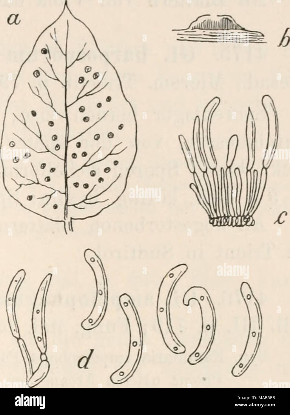 . Le Dr L. Euler's Kryptogamen-Flora von Deutschland, Österreich und der Schweiz . Viburnum 4172. Tineuin LO Sacc, Mich., I. p. 219 Champignons ; ital. tab. 1055 ; Syl. III. p. 707. Vacances nach Yertrocknung blass, verschieden geformt ; Sporen auf der lager- Blattunterseite ochrefarben, rapide, von der épiderme G1 o e o s p o r i u m a t i o n d e u m Sacc. a. Ein Blatt von Viburnum Tinus mit dem Pilze dans natürlicher Basis Grösse. b. Schwach, vergrössertes Ein Senk- durchschnittenes Sporenlager recht. c. Ein sehr stark vergrößerter Hymeniums Sporenträgern Theil des mit und Sporen. d. Sehr stark vergrösserte, fr Banque D'Images
