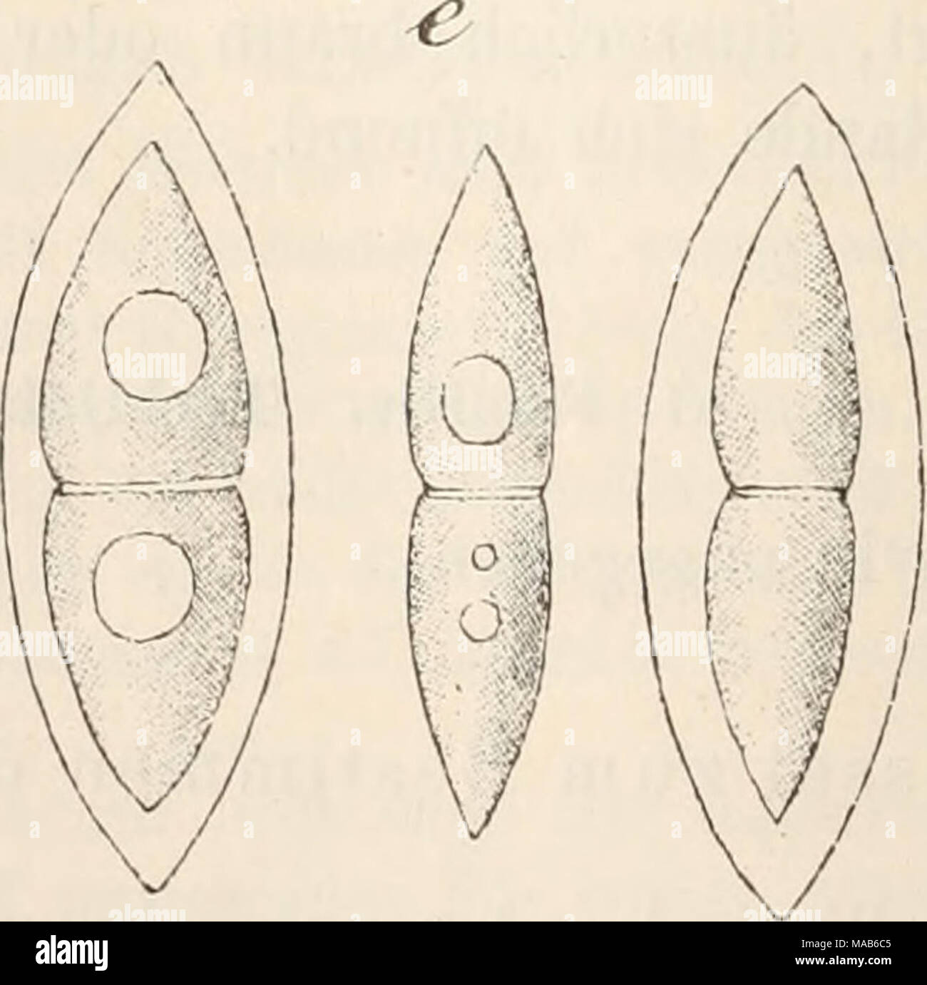 . Le Dr L. Euler's Kryptogamen-Flora von Deutschland, Österreich und der Schweiz . Fig. a-e. Le Tryblidiopsis pinastri. a. Föhrenästchen mit dem Pilz dans natür- licher Grösse, b. Apotbecien desselben Stück mit. c. Querschnitt durch apo- tbecien. (1. Parapbysen mit Schlauch. e. Sporen, b-c d-e, massig stark ver- gvössert sämmtlicb ; Originalzeichnungen nach der Natur.) Banque D'Images