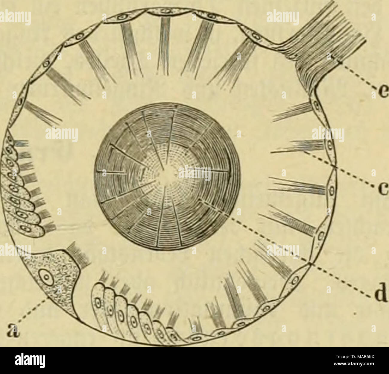 . Le Dr Johannes Leunis Synopsis der thierkunde. Ein Handbuch fÃ¼r Hôtel¶ici lehranstalten und fÃ¼r alle, welche sich mit der naturgeschichte der wissenschaftlich beschÃ¤ftigen thiere wollen . ms- 56. Â§Ã¶¤^ v6rÃ(^^nede Sd von ue, ftarf t5cr = grÃ¶fievt grcffe ifolivt ; un, ftefiente pcvÃ¤.'cUe, ficinere cirjelleu b Â©, c bie .^¶rfiaove Ã d Otolitb, Bev, e ber un§§Ã Â Parti baÂ¶rblÃ¤§^gc en tretenbc fecrnctÃ¶ eran =. 1) O'j ; Ofir â / unb.â¢jaTi] SPlafe. 2) 0-3 ? Cf ?r unb ^t8o ? Stein. Banque D'Images