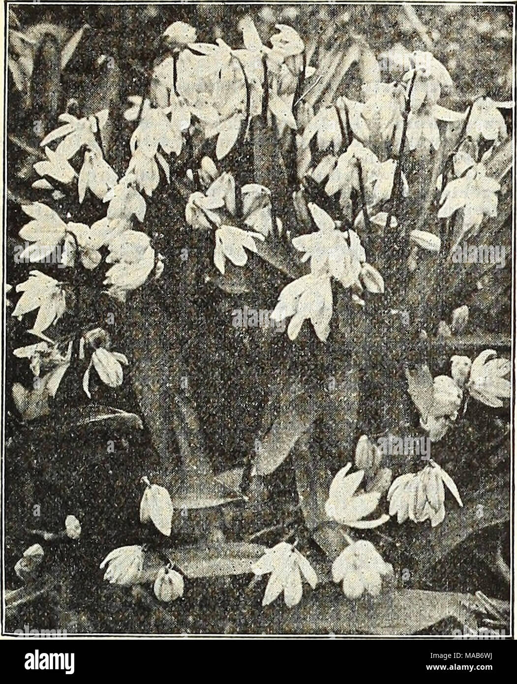 . Dreer's Liste des prix de gros : les ampoules pour les fleuristes, plantes pour les fleuristes, des graines de fleurs pour le fleuriste . Banque D'Images