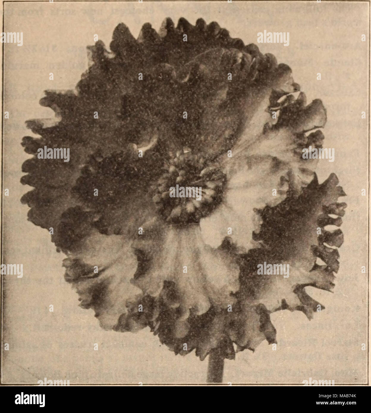 . Dreer's Liste des prix de gros / Henry A. Dreer. . BEGONIA TUBÉREUX PLUMEUSE de bégonias tubéreux Dreer-suite. Les bégonias tubéreux hybride nain. Ce sont d'habitude naine et jeter vers le haut d'innombrables tiges de fleurs double plein du début de juillet jusqu'à réduire par le gel. Zeppelin. Riche pur écarlate. 1,25 $ par doz. ; 8,00 $ par 100. Lafayette. Rouge pourpre brillant. 1,50 $ par doz. ; 12,00 $ par 100 bégonias tubéreux plumeuse =enracinée. Très grandes fleurs simples, les pétales ondulés et magnifiquement frilled similaire à la nouvelles formes de pétunias. Ampoules forte en écarlate, blanc, rose et jaune. 85 cts. Banque D'Images