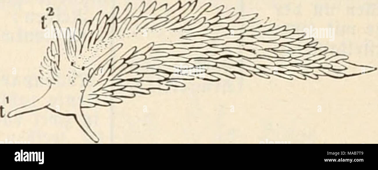 . Le Dr Johannes Leunis Synopsis der thierkunde. Ein Handbuch für höhere lehranstalten und für alle, welche sich mit der wissenschaftlich naturgeschichte der thiere beschäftigen wollen . gig. 881. Glaucus. atlaiitlcus gig. 882. Aeolidla papulosa ; ti Si j^jenfü^^Oiicd l'IC ; t2^vize-auSSenmin^Ier. 5. AeolicIiaV gfotiC Cuv.^nfrfc("i. D Äörper trmfortfä^)SW 3e ; ?ippen = vize-auSSenmin^Ier U)d)IentundeIt^vize-auSSenmin ; 9iiec^Siücfenpapitten Ier einfach ; ja dans^Ireid)en 9iiei)cu ; gu^ jugefpi ecfig norn, hinten^t ; 3lfter red)t§. Äai^^stvten ireic c. * A. papulosa''' (L.) Cuv. (Gig. 882.). 33 r e i t )t) a r j i g e g a b e n f d^ n e cf c. Banque D'Images