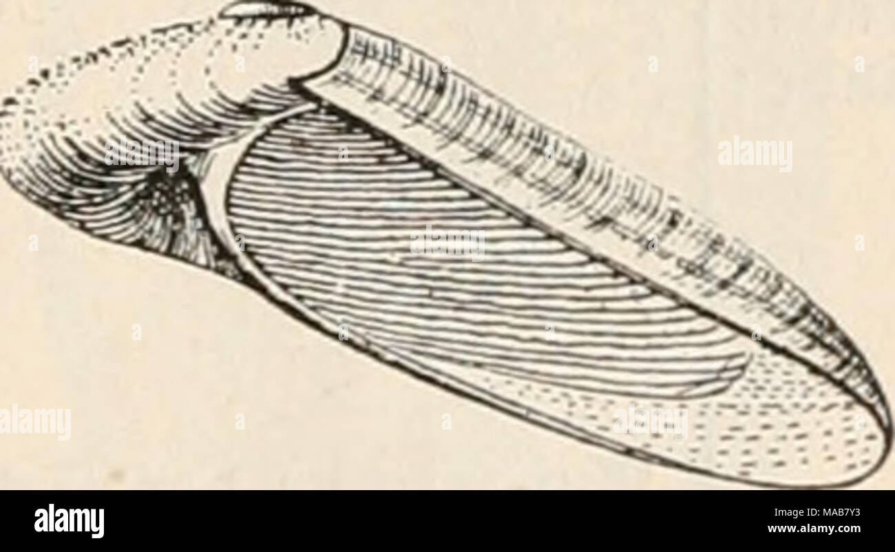 . Le Dr Johannes Leunis Synopsis der thierkunde. Ein Handbuch für höhere lehranstalten und für alle, welche sich mit der wissenschaftlich naturgeschichte der thiere beschäftigen wollen . 5ig. 812. O^^^necfe arn fft, Sigaretus haliotoides, en  % ber natürl. ©rijfie. 1 nngcn 3SSon) ^interbacfcn nates ober natis. 2) l'ou ötump^ ^erftammenbe inbif bietleicf^t,^Benenniing 5e. 3) mit taujenb (mille) fünften (punctum). 4) monile al §« tette, ferre tragen ; Jtiegen etteuterraigcn glecfen {ber. .5) mit ?inicn. 6) taftanienSraun. 7 bläuli^ glaucus)( = grau. 8) "ruft. (9) ber SSruft äftntid mammilla)). Sigar 10) Banque D'Images