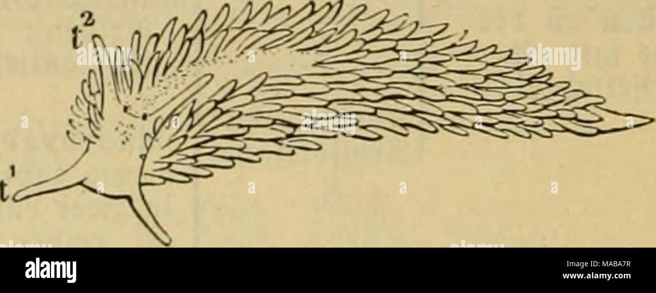 . Le Dr Johannes Leunis Synopsis der thierkunde. Ein Handbuch für höhere lehranstalten und für alle, welche sich mit der wissenschaftlich naturgeschichte der thiere beschäftigen wollen . i5ig. 881. Glaucus atlanticuss. Sig. 882. AeolidTa ippenfü papulosa ; ti ?ier^^ajiec ; t2 vize-auSSenmin^ler. 5. AeolicIiaV les Cuv. FOl'^^tterfc Clif'. Äörper Strmfortfä^o|ne e ; Sippen vize-auSSenmin^* luo^tentiuidelt ter ; Siiec^vize-auSSenmin^einfad SiüdenpapiUen ter) ; dans^Ireidjen ; ja Steigen guß Dorn geid, hinten jngefpi redjtö^t ; Ifter. saf^h-cic^e Wrten. * A. jjapillösa''' (L.) Cuv. (^^ig. 882.). 93 r e i t a r j i lü g e g a b e n f d^ n e d e. ©runb Banque D'Images