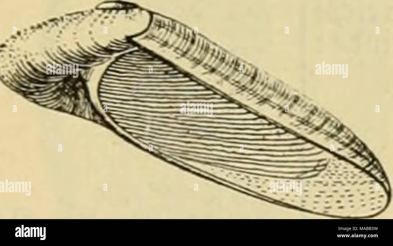 . Le Dr Johannes Leunis Synopsis der thierkunde. Ein Handbuch fÃ¼r Hôtel¶ici lehranstalten und fÃ¼r alle, welche sich mit der naturgeschichte der wissenschaftlich beschÃ¤ftigen thiere wollen . &Amp;ig. 812. 01)vnatff^( nede, Sigaretus haliotoides, 2/3 de la bcr natürl. @Rc§e. 1) SSon natis ^intertaden nates ober. 2) l'sur öiump^ ^evftammenbe « ieücicl,) ! C SBenennung inbifc^. 3) mit tanfenb (mille)'j'^nntten (punctum). 4) monile JpaK^tette, ferre tragen ; tregen tettenfcirmigen giccten ber. .5) mit Linien. 6) faftanienfirann. 7) bläuli^ glaucus(i = gran. 8) 23ruft. (9) ber Srnft äftnlit^ mammilla). 10) Sig Banque D'Images