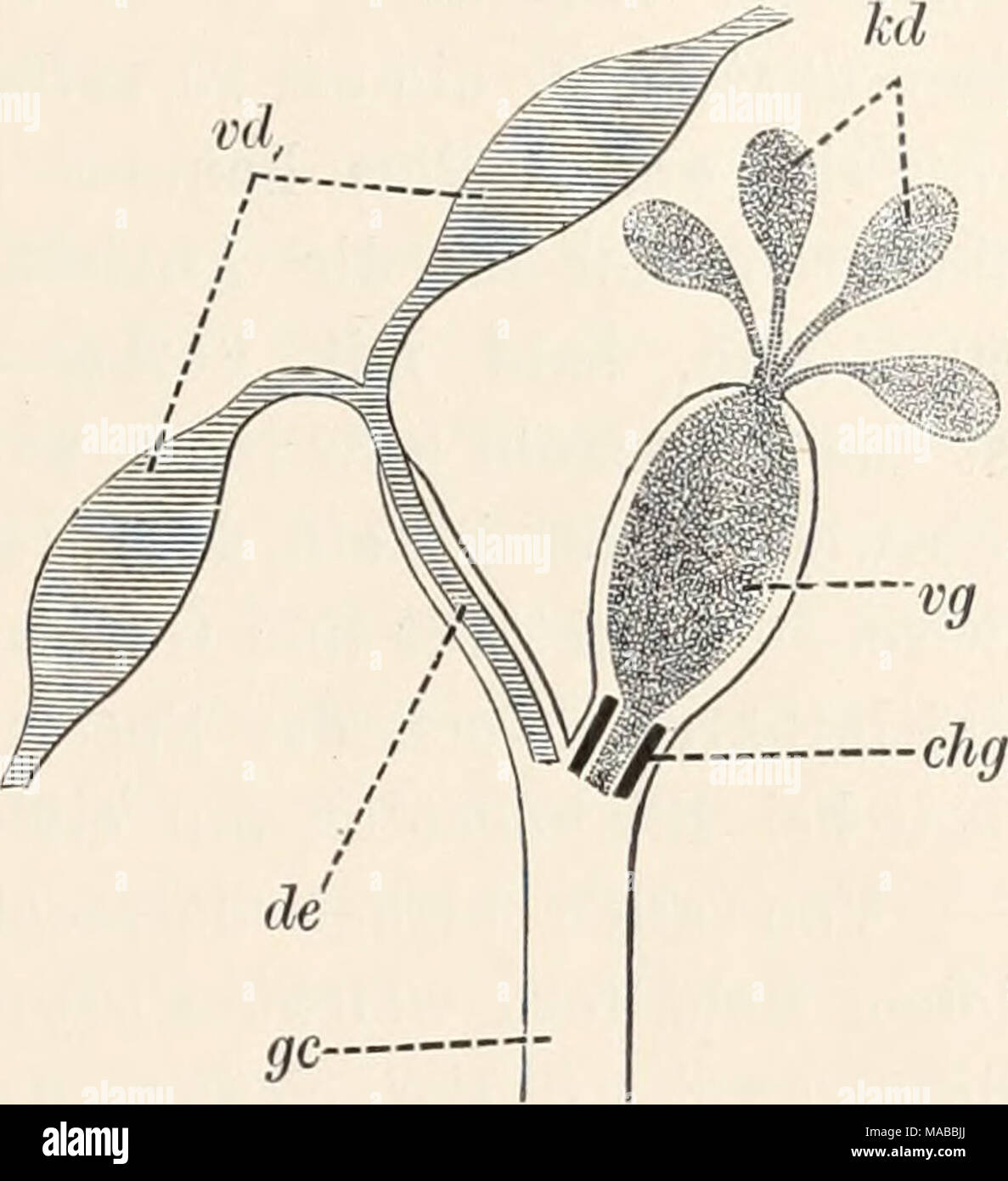 . Dr H.G. Bronn's Klassen und Ordnungen des Thier-Reichs : wissenschaftlich dargestellt in Wort und Bild . Des schémas, Copulationsapparates AstrotorhyncJius hifidus von männlichen (M'IUT.) (59), Acrorhynchus caledonicus (Clap.) (60), Gyratrix hermaphro- ditus hg Ehr. (^Polycystis maniertina 61), (Graff) (62), Polycystis nägelii KölL (63). Nach Graff (409). ch für und Sperma geraeinsames Chitinrohr Secret, chg chitiuöses Secretrohr cjaculatorius, de Ductus Ductus, DG, granulorum Ductus seminalis ds, ds, musculöser seminahs Ductus, gc männlicher, Genitalcanal Körnerdrüsen Kornsecretball kd, ks Banque D'Images
