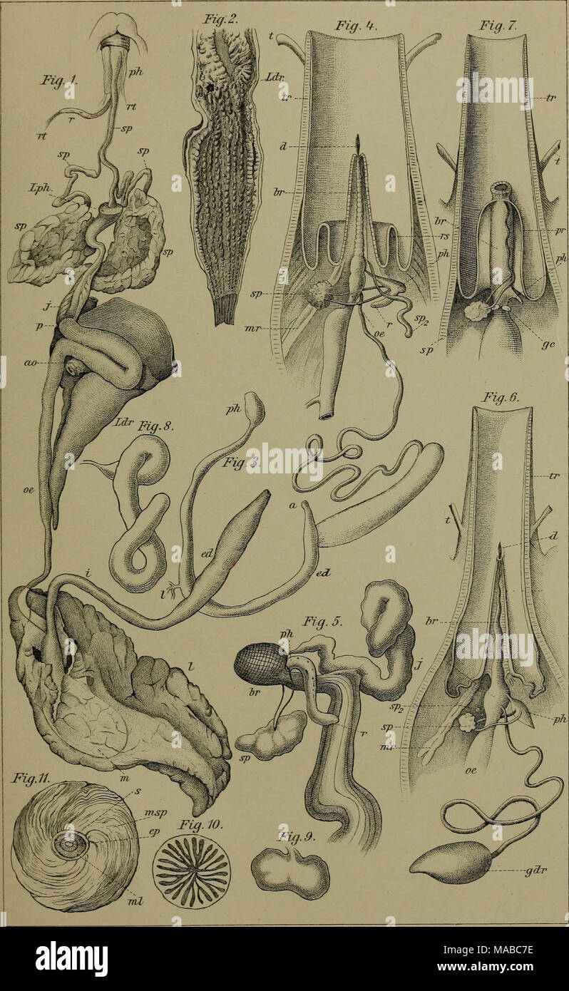 . Le Dr H. G. Bronn's Klassen und Ordnungen des Thier-Reichs : wissenschaftlich dargestellt in Wort und Bild . Lith. Aust. Biakharit eipz,Julius 1 ig. Banque D'Images