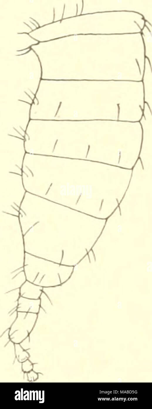 . Le Dr H. G. Bronn's Klassen und Ordnungen des Thier-Reichs : wissenschaftlich dargestellt in Wort und Bild . VIII. Verbreitung. Verbreitung horizontale. 20 die bisher bekannt gewordenen Arten der ganzen Ordnung der Palpigraden Koeneniidae einen mit ihrer Familie mit 4 Gattungen verteilen sich über die getrennte weit der Tropen und Subtropen Erdballes à l'exception des ganzen mit und Australiens 151 senneurs, wie die Karte Abi). 401 erkennen lässt. Dans den Mittelmeerländern wurden die meisten Arten (entdeckt Karte, Abi). L02). Hier ist Süd- und italien Sicilien mit drei terricolen Koenenia- Arten Banque D'Images . Le Dr H. G. Bronn's Klassen und Ordnungen des Thier-Reichs : wissenschaftlich dargestellt in Wort und Bild . VIII. Verbreitung. Verbreitung horizontale. 20 die bisher bekannt gewordenen Arten der ganzen Ordnung der Palpigraden Koeneniidae einen mit ihrer Familie mit 4 Gattungen verteilen sich über die getrennte weit der Tropen und Subtropen Erdballes à l'exception des ganzen mit und Australiens 151 senneurs, wie die Karte Abi). 401 erkennen lässt. Dans den Mittelmeerländern wurden die meisten Arten (entdeckt Karte, Abi). L02). Hier ist Süd- und italien Sicilien mit drei terricolen Koenenia- Arten Banque D'Images