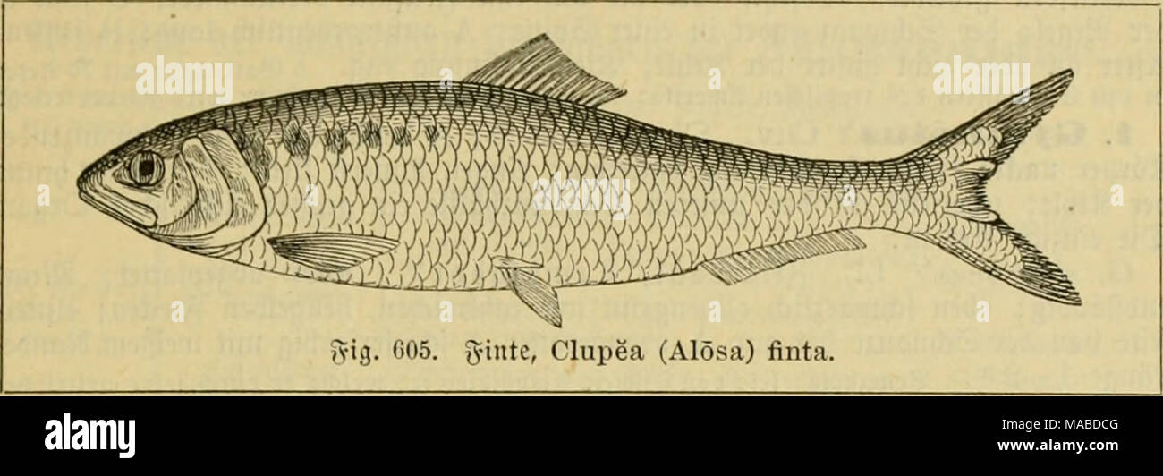 . Le Dr Johannes Leunis Synopsis der thierkunde. Ein Handbuch für höhere lehranstalten und für alle, welche sich mit der wissenschaftlich naturgeschichte der thiere beschäftigen . fontafcn "wollen Seite mit ntd)t fc()r ja{ fveid))cn (20-45), [te einjcin^» furäen bidcn enben,, g-ortfä^bciet^t fr ; ftnb ©^nltevflede hinter bem oft nod) 5-"&gt 2004^^inbl ; e  %käe ; ?änge 30-50 f™. 5l&155;gorfc^bctvattiten iclc cv bic n-carirfcfieinrit^ "intc mit 9icrf)t iiuv aU eilte lun-tifc^e ?le ?tlfc lbart bcv. 3 iytiite befoiiber fcmmt)ie ben norbeuropäifc^^ un fr lüften UM-, ferner dans Storbfec ber ber dans ganjen Cftfee unb Banque D'Images