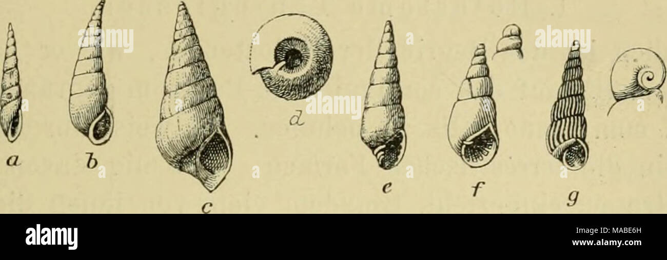 . Dr H.G. Bronn's Klassen und Ordnungen des Thier-Reichs : wissenschaftlich dargestellt in Wort und Bild . Pyraniidelliden suhulata Eulima. un don. . Pliocän polüa- UE h lima L.. Miocän c, d'OCIN eburnea Eisso. Pyramidella Pliocän. e) plicosa Obeliscus (Bronn. Miocän. f Odo- stomia plicata Mont.. Oligocän Turhonilla G. rufa Phil. Crag. Nach Zittel. Falaeoniso Climacina, manche, zu und troca Turrltella gestellten Formen mit der glatten Schale von Eulima gehen auf und Trias Lias zurück. Pyramidella, bei uns cretaceisch und tertiär, jetzt auf die Tropen beschränkt und zwar, nach Süden und Osten une Banque D'Images
