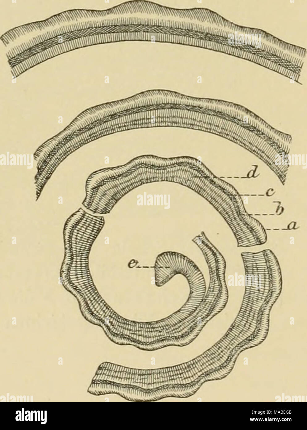 . Dr H.G. Bronn's Klassen und Ordnungen des Thier-Reichs : wissenschaftlich dargestellt in Wort und Bild . Aus einem von Schalenscliliff secteur Buc- cinum undatum. Er geht die ver- durcli dickte der Lippe embouchure, a, b, c, d die vier. Schicliten e Stück einer Septums (nach Tullberg). Banque D'Images