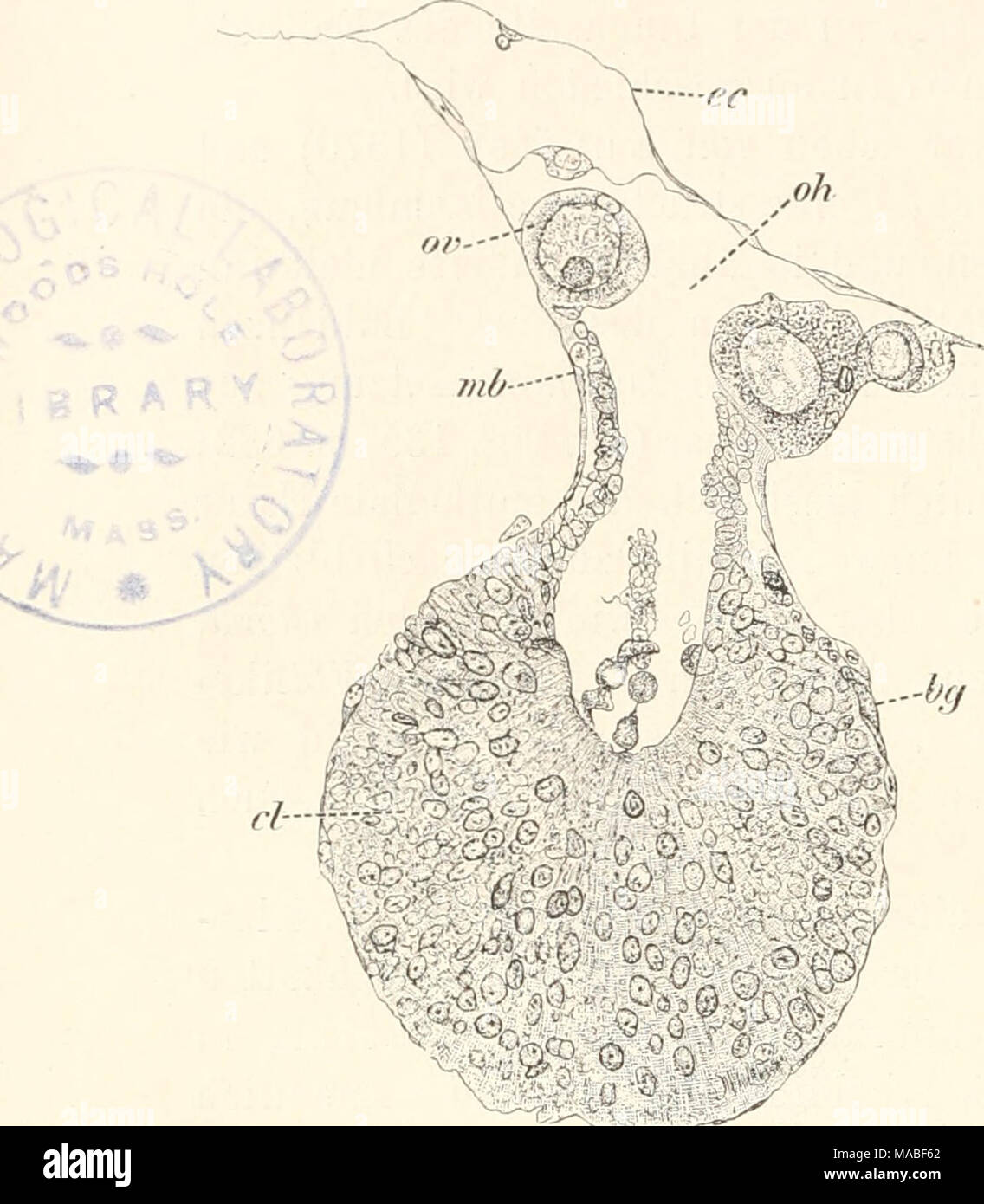 Dr H G Bronn S Klassen Und Ordnungen Des Thier Reichs Wissenschaftlich Dargestellt In Wort Und Bild Querschnitt Durch Einen Reifen Von Occiclentalis Eierstock Distaplia Nach Bancroft A A J Bg