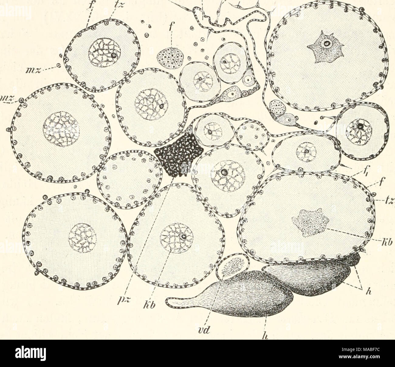 . Dr H.G. Bronn's Klassen und Ordnungen des Thier-Reichs : wissenschaftlich dargestellt in Wort und Bild . Den Zwitterapparat durcli Querschnitt einer entwickelten Clavelina lepadifonnis. Nur zwei von den benachbarten des Hodenbläschen Ovariums gezeichnet worden sind alle anderen ;, im Besonderen Die zahlreichen, entfernteren fehlen. ^"'vi- hg  = fixirte Eileiter Bindegewebszellen ; el  =  = =' ; / Follikelepithel ; f,  = inneres Follikelepithel, zumeist noch unvollständig von den äusseren abgetrennt ; h  = = Hoden- bläschen ; kh  = Keimbläschen Mesenchymzellen ; mz  = freie, in der Nachbarschaft der Ei Banque D'Images