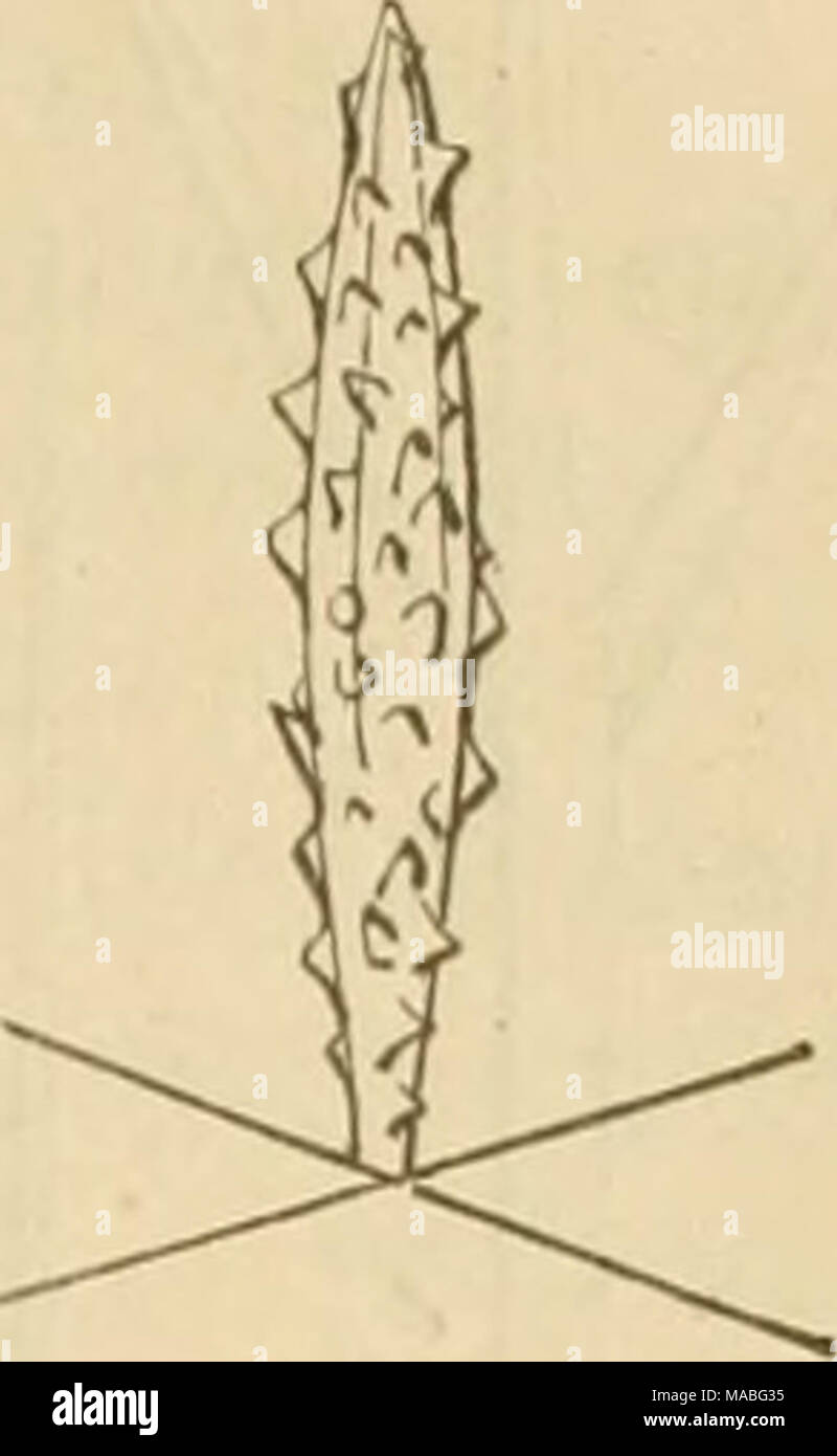 . Dr H.G. Bronn's Klassen und Ordnungen des Thier-Reichs : wissenschaftlich dargestellt in Wort und Bild . FiÃ¼-. 40. /(Â"". Fiff, 41. Â Fig-. 42. ha. [4r.  + Vf.] ha. [4r  + KF.sp.J Dies ist aber nur bei der vorkommenden selten automne Espèces ; die Formeln kÃ¶nnen aussi dans der Regel doch benutzt werden. Als Beispiel habe ich einige Formen gewÃ¤hlt und dans Figg. 32 bis 42 schematisch abgebildet. V 0 s m a e r. Namur : Sechsstrahler. Besennadeln. Blumen nadeln. TannenbÃ¤um- chen. Sternnadeln. Schirmnadeln. Formule : ha. (Taf. XVII, fig. 1) hu. La SCOp. (Taf. XVII, Figg. 12,15) ha.flor.(;T'Ã¤LXYll, fig Banque D'Images