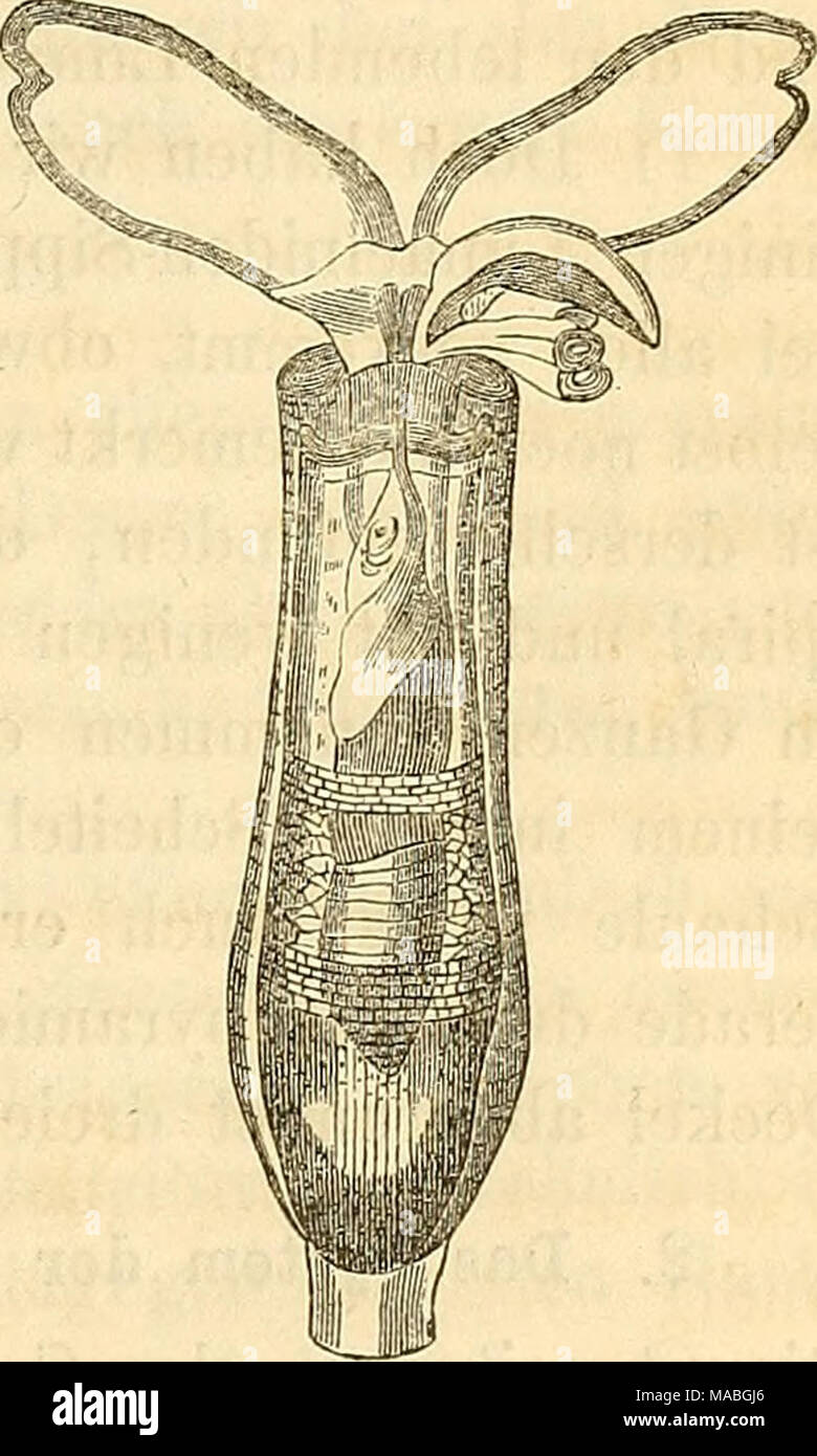 . Dr H.G. Bronn's Klassen und Ordnungen der Weichthiere Malacozoa () : wissenschaftlich dargestellt in Wort und Bild (Malacozoa Kopftragende Weichthiere ; cephalophora) . Bronn, Klassen des Thier-Reichs. III. 38 Banque D'Images