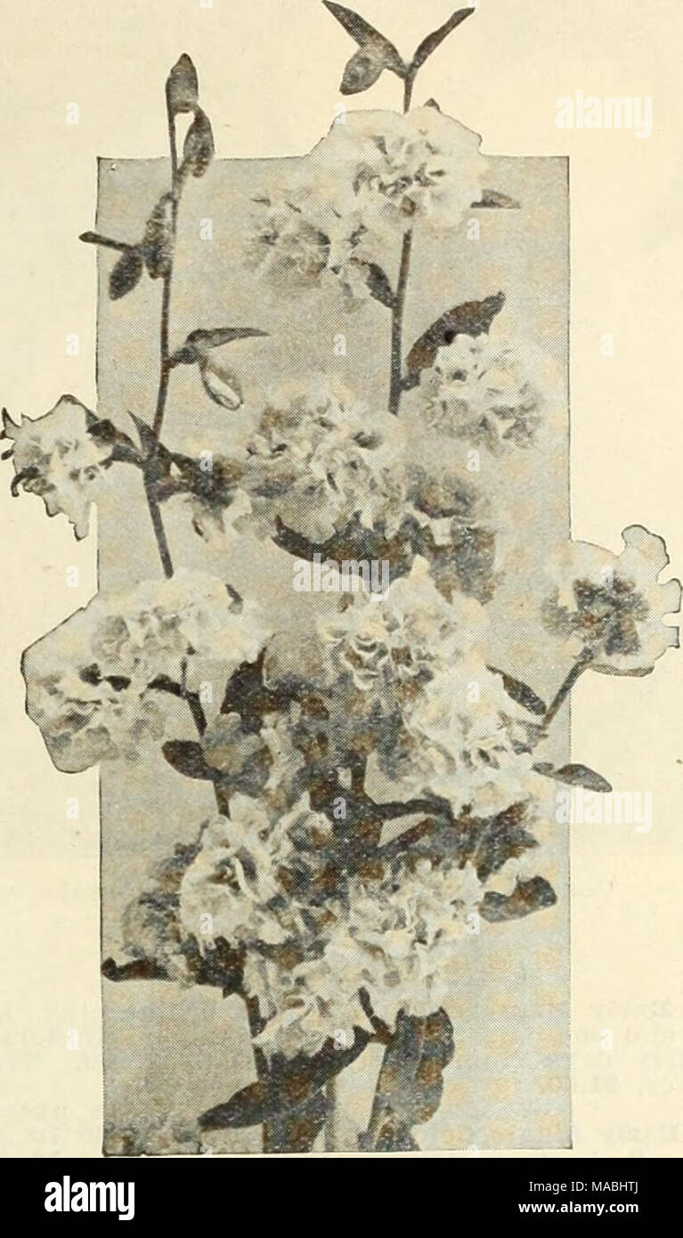 . Dreer's Liste des prix de gros pour les fleuristes . Clarkia elegans fl. pi. Clarkia elegans fl. pi. Tr. pkt. Oz. Alba. Double blanc $015 $050 Brillant. Crimson Double-scarlet 2075 Chieftain. Belle chambre double mauve délicat. 2060 Prince Violet. Deep purple riche ; un double... 1550 Salxaon reine. Saumon double 1550 le Vésuve. Orange Double-scarlet 15 50 15 40 Mixte Double Cleome gigantea-fleur Araignée géante Tr. pkt. Oz. Reine de Bose. Crimson rose $015 $050 Cobaea-tasses et soucoupe Vine Un des meilleurs grimpeurs. S'accrocher à toute surface rugueuse. Il y a toujours une bonne vente pour les plantes de ces. Graines sho Banque D'Images