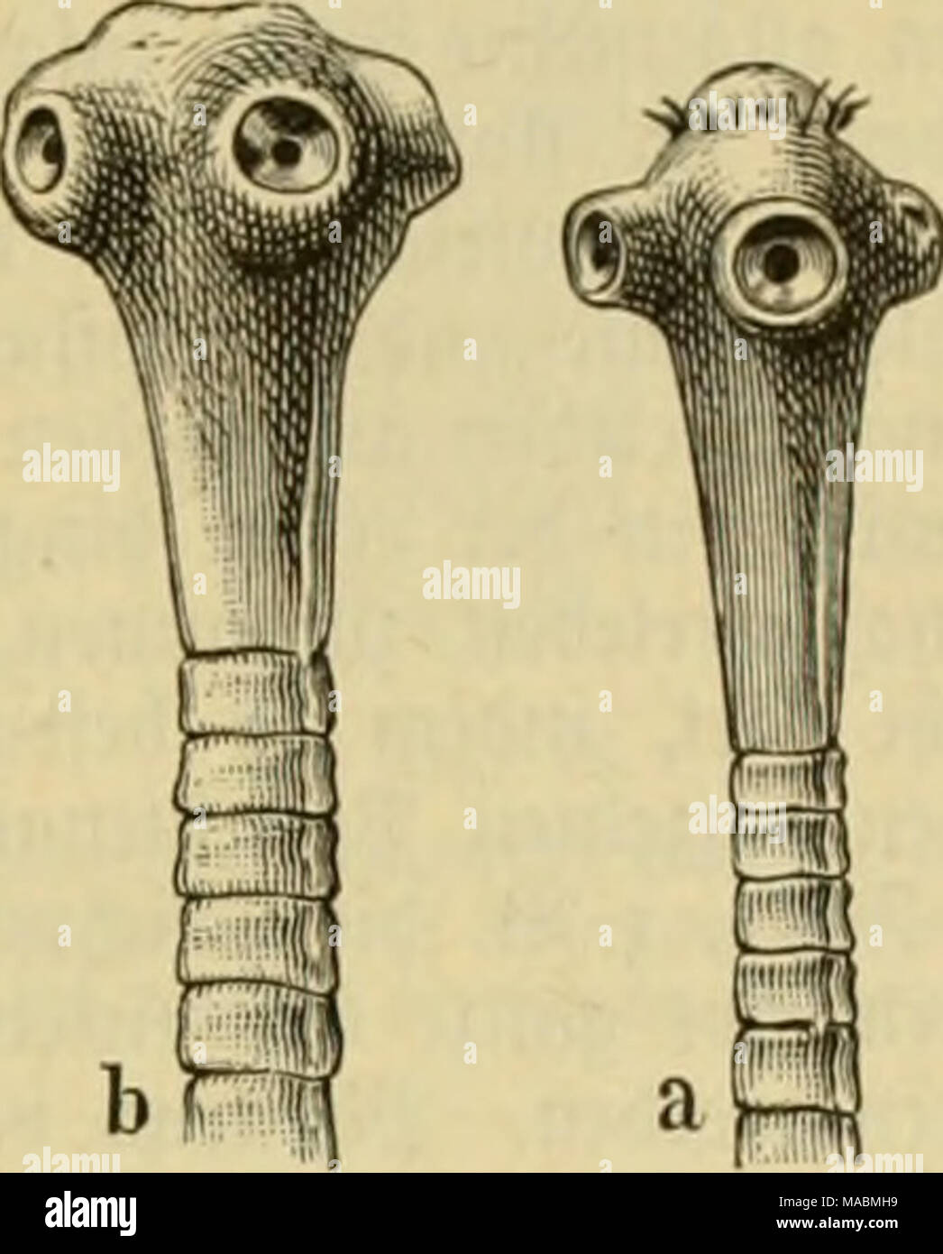 . Le Dr Johannes Leunis Synopsis der thierkunde. Ein Handbuch für höhere lehranstalten und für alle, welche sich mit der wissenschaftlich naturgeschichte der thiere beschäftigen wollen ein . SBurjelfrebiS (Sac- culina) dans iiatäv^((i ev ©reffe. a S ?j'opf sur Taeiiia b, solium S ?opf iHMi Taenia saginata ; ©affctfliegcn, bie)3d, iieiinuinibcii ürbincecn^ö' bie. S^em ('"H-abc iinb RCO 9(vt être8 §. ^nrafitic*écrou ? ! Cntfpveci bcjoubeve)eii milieu) (üniliri feiteii Sigeutf))dans un '^nutftionen J'imb bei ! Mnvot ^d) ?ei-&Lt ;, biivci bevfcUie uielri)e) für feine pQrnfitifd ebenvMneifc befäfjigt ^e)nu{erbrcitung unb Banque D'Images