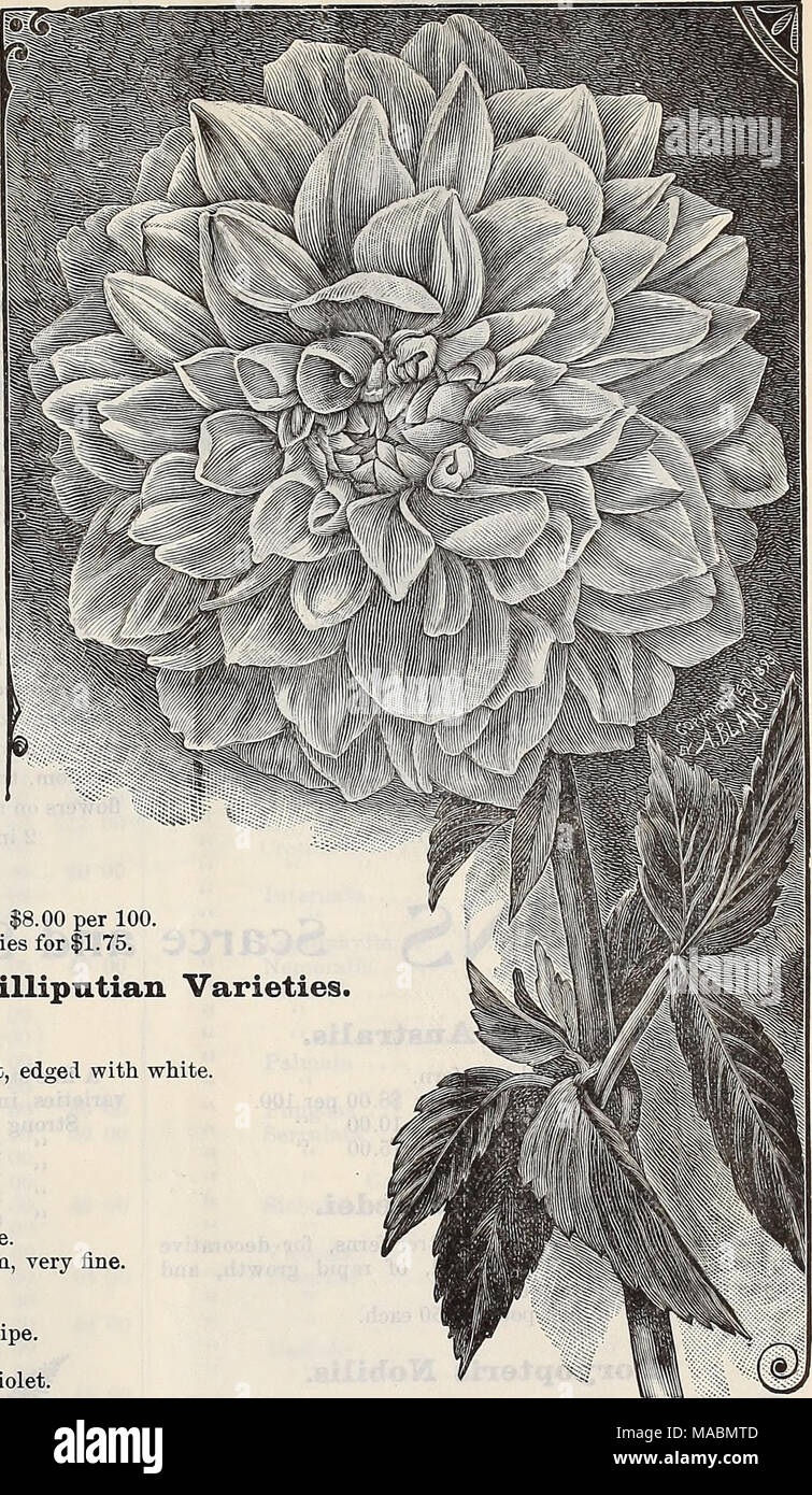 . Dreer's quarterly Liste des prix de gros : plantes graines bulbes engrais outils divers &amp;c edge ! Avec le blanc. Nymphe Dahlia^a. .00 par 100. Collection de variétés de fantaisie et de montrer. Arabella. Embout jaune, rose et bronze. Ernst Kreibig. Pointe blanche, mauve. Feuilles de fougère la beauté. Une variété distincte et plus beau avec des fleurs blanc crème, chaque pétale étant dis- tinctly bordé de pourpre, feuillage finement coupés et très attrayant. Frank Smith. La Pourpre, de blanc. Marguerite. Formé finement, mauve rose. Mme Stancombe. Jaune vif, de faon. Nero. Marron rouge. Pluton Banque D'Images
