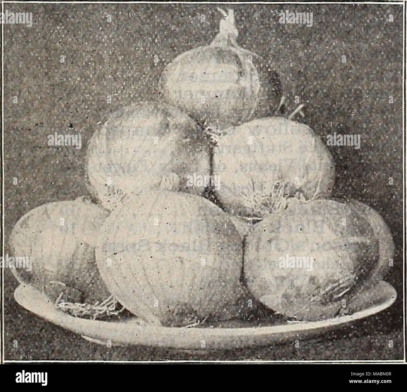 . Dreer's quarterly Liste des prix de gros : plantes graines bulbes engrais outils divers &amp;c . Drear's Hollow cultivé:fa ?ifcfg J panais. Oz. L'amélioration de Hollow cultivé, sélectionné 5 étudiant ou Guernesey 5 persil. Oz. La moitié gondolées, meilleures pour l'été 10 Extra Nain gondolé 10 Moss Champion 10 gondolé de poivre. Oz. Grand Bell, Bull ou nez, S. J. stock 15 Grand sweet Spanish 20 King 20 rubis rouge longue de Cayenne. 20 POIS. L'utilisation des variétés précoces. Qt. Dreer's Extra early pioneer. 2 bus. $7.50 20 Dreer Eureka's plus tôt. 2 bus. $7.50 20 l'amélioration de Daniel O'Rourke 20 premier et meilleur 20 Alaska .. 20 25 American Wonder Banque D'Images