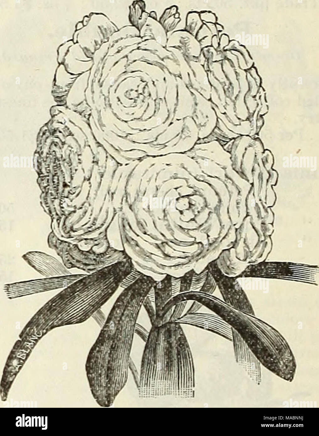 . Dreer's quarterly Liste des prix de gros de semences, plantes &amp;c.  : Édition de printemps Avril 1895 Juin . L'amélioration de flocon de neige. Les stocks. Grande fleur Stock Nain dix semaines. Échange pkt. Par oz. Mixte. Tous les choix grandes fleurs doubles de 50 Trade pkt. Rouge sang 50 50 Crimson Light Blue 50 250 $ Échange pkt. Purple 50 Blanc pur 60 50 Rose vif échange pkt. Par oz. Une belle amélioration. Snourflake pied nain avec très grand lit blanc neige de fleurs. Nos semences de cette variété est cultivée Jdv un spécialiste et produira un grand pourcentage de fleurs doubles. ^ oz. $2.00 la princesse Alice (Out-et-venir- Banque D'Images