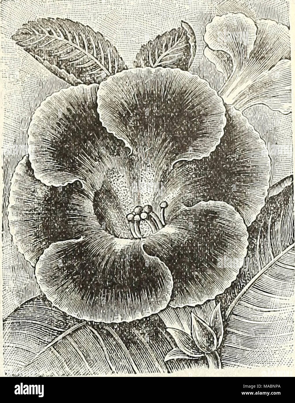 . Dreer's quarterly Liste des prix de gros de semences, plantes &amp;c.  : Édition de printemps Avril 1895 Juin . Gloxinia erecta. " Échange pkt. Peroz. Gloxinia, Hybrida Erecta, choix technique mixte '' nouveau repéré et tigered.. Gourd, ornementales, Mixte, Mixte (Helichrysura héliotrope immortelle), mixte ... Helianthus (tournesol), nanus ' fistulosis » Cucumcrifolius' Globosus Heuchera sanguinea, Rose Trémière double supplémentaire " mixtes " rouge rose .."... le jaune... " " Snowball," pure white Hibiscus, Crimson Eye Humulus japonicus (Japonais) Hop " " Antaque, panachée Banque D'Images