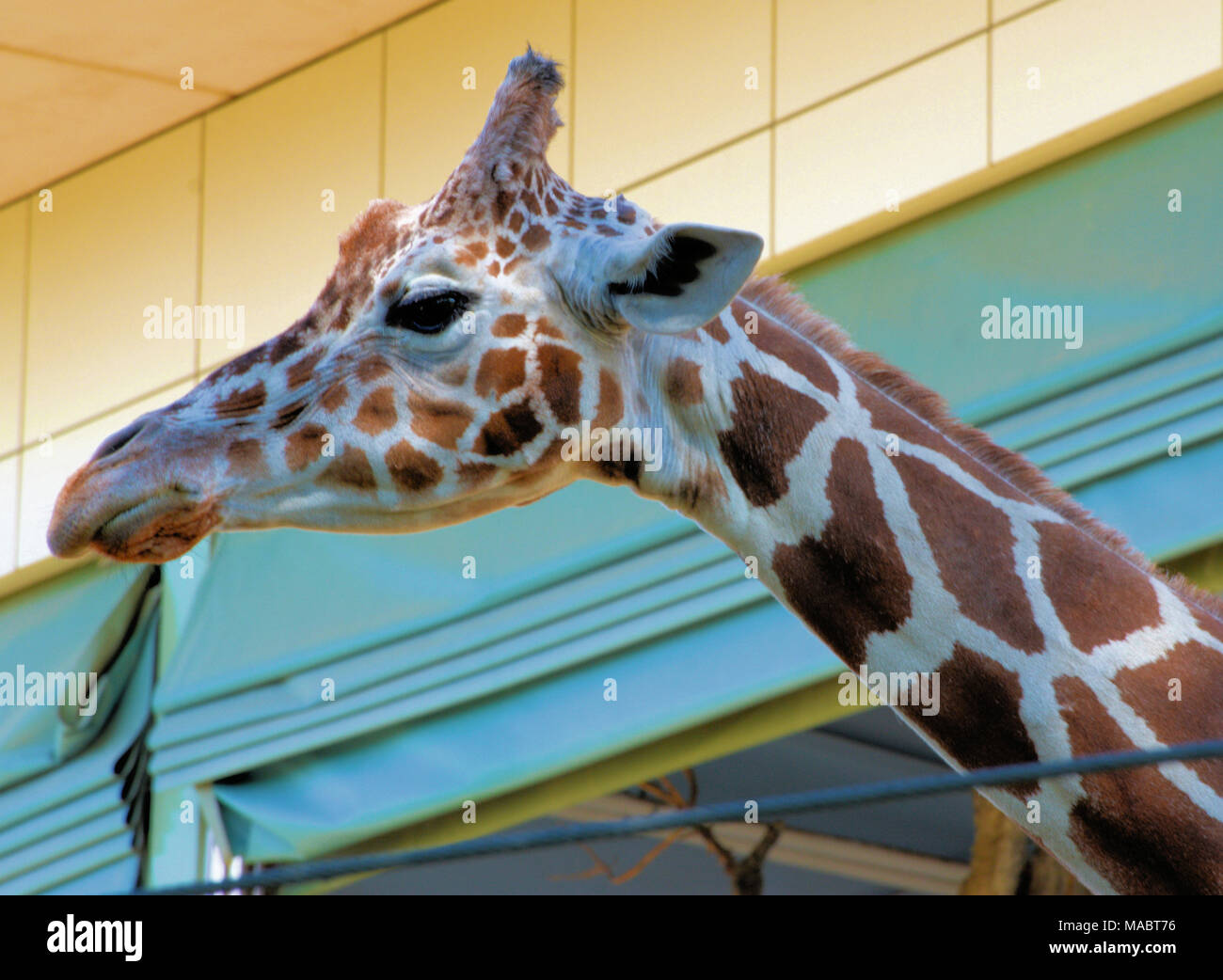 Peu impressionnée girafe Banque D'Images