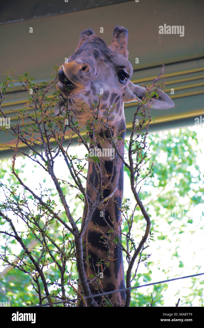 Mâchonnant girafe Banque D'Images
