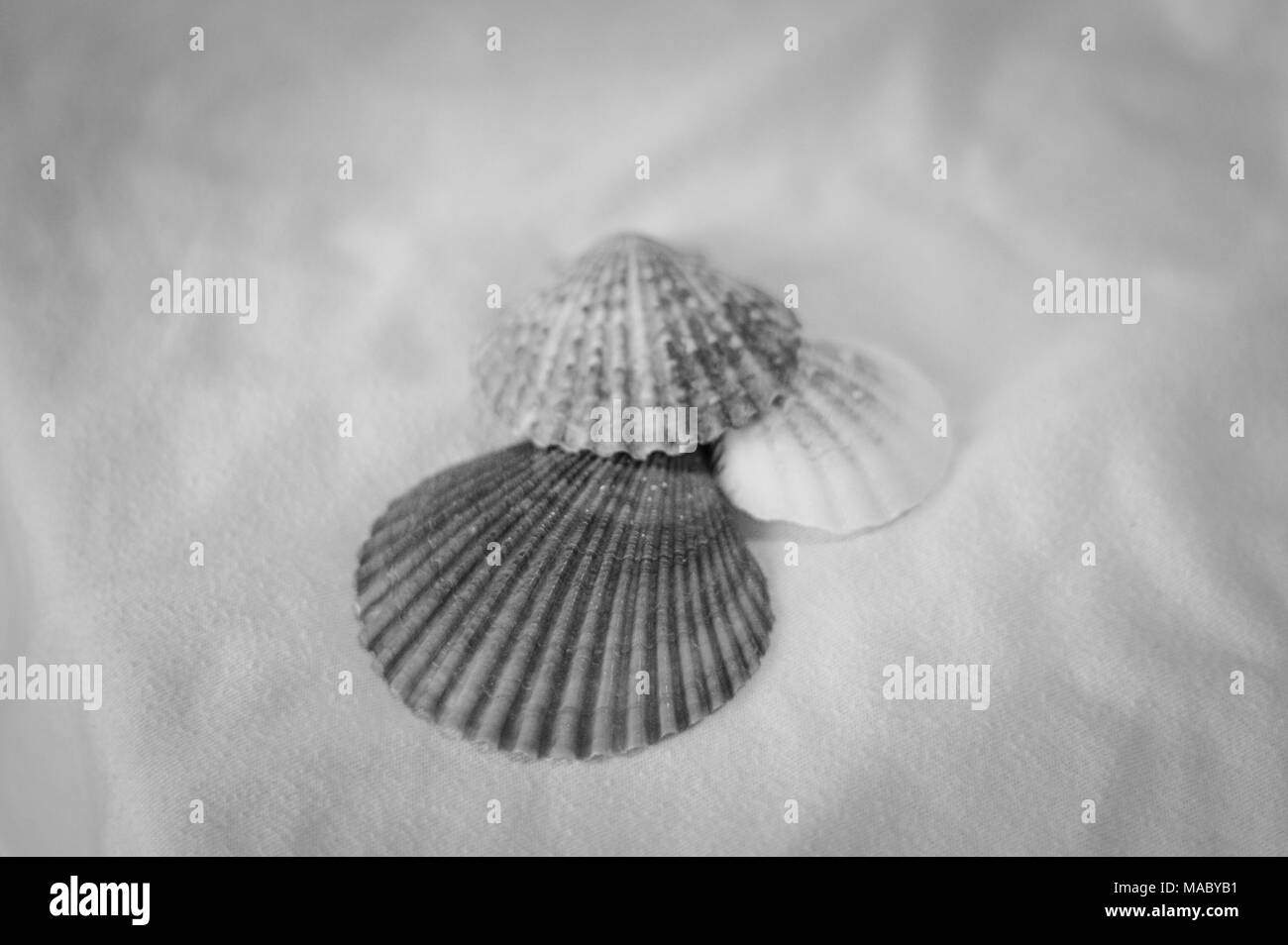 Coquilles en noir et blanc sur un fond blanc (Pesaro, Italie) Banque D'Images