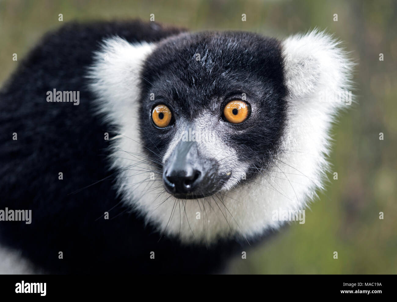 Noir et blanc de la gélinotte (lemur Lemur le varecia variegata), la famille Lemuridae, Ankanin Ny Nofy, Madagascar Banque D'Images