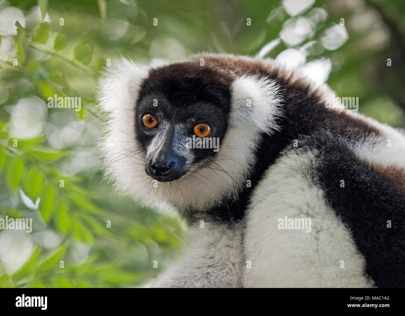 Noir et blanc de la gélinotte (lemur Lemur le varecia variegata), la famille Lemuridae, endémique à Madagascar, Ankanin Ny Nofy, Madagascar Banque D'Images