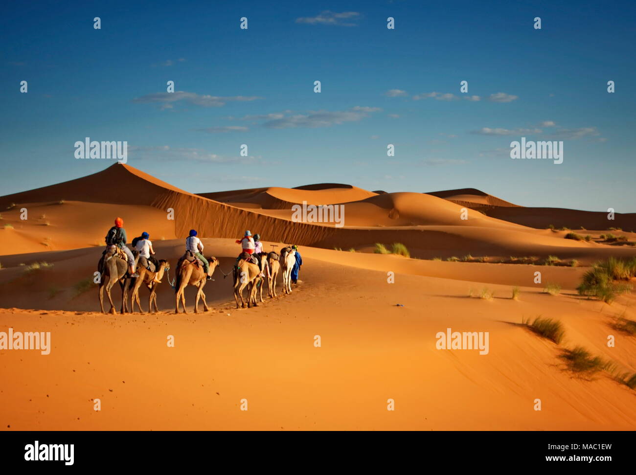 Désert du Sahara berbères trekking tours berbère avec des chameaux Banque D'Images