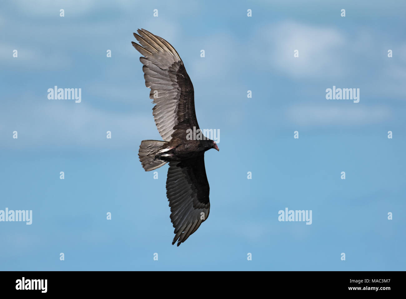 Urubu à tête rouge (Cathartes aura) en vol au-dessus du golfe du Mexique Banque D'Images