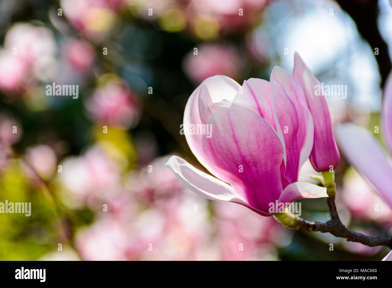 Blossom de magnolia arbre de printemps. belle nature fond avec fleurs violettes sur les branches Banque D'Images