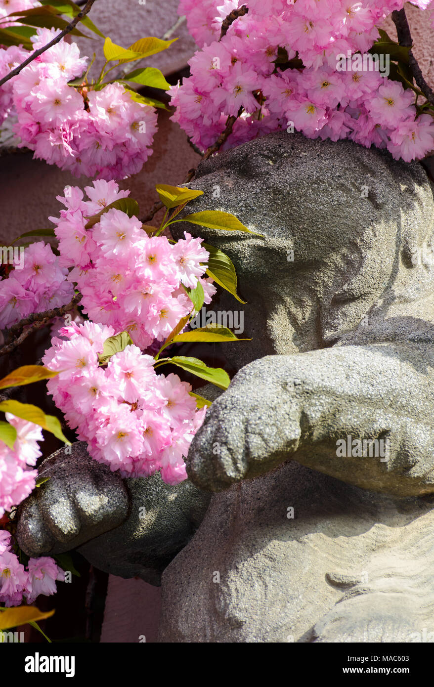 Beau fond de printemps avec la sculpture d'un ours en fleurs au printemps rose Sakura Banque D'Images