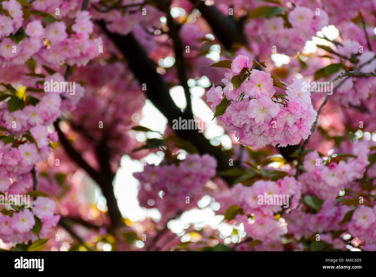 Fleurs roses délicates cerisiers japonais fleuri Banque D'Images