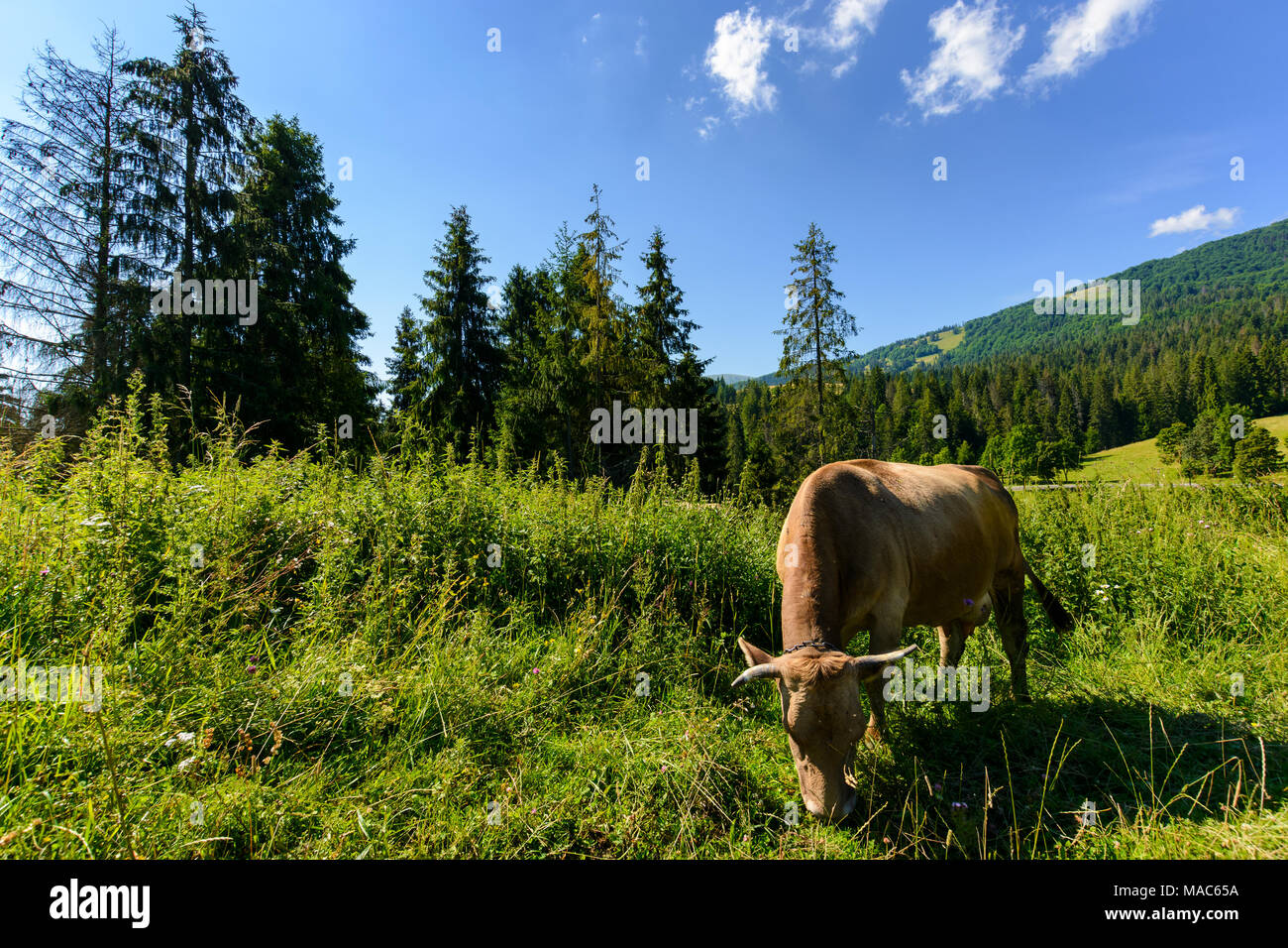 Vache dans un pâturage d'herbe haute près de la forêt. beau paysage d'été dans les montagnes Banque D'Images