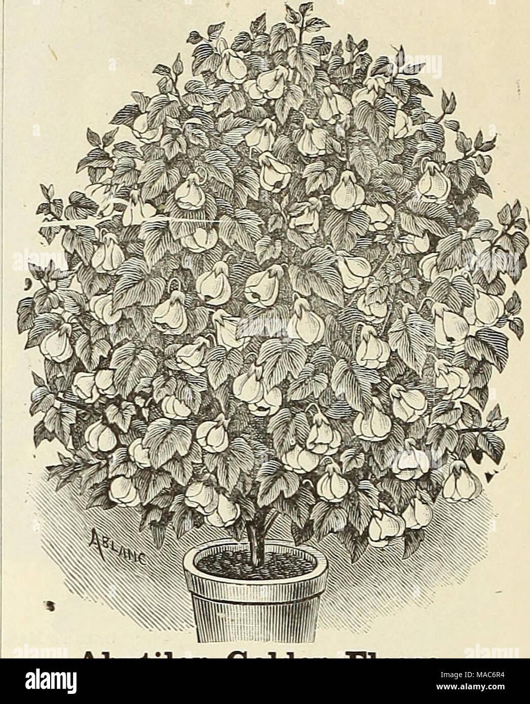 . Dreer's quarterly Liste des prix de gros de semences, plantes, met en œuvre, &amp;c. Hiver : édition, janvier 1893 mars . 2,00 15,00 l'une des plantes. Anemone Japonica. des plus souhaitable, hardy plantes comme une fleur coupée et nous considérons l'anémone inestimable. Alba.-âPure blanc, avec des yeux sombres et centre jaune. Bloomer très libre. ÂDark.rosea rose, rose foncé à l'ombre, l'œil. Plantes solides, 3 pots, 8,00 $ par 100. ( Abntilon Golden Fleece. La meilleure- Abntilon yello, en culture. Il forme une pyramide parfaite, et est couvert en tout temps avec son beautifal, riche de couleur jaune doré des cloches. 1,00 $ la douzaine ; Â§8,00 Banque D'Images