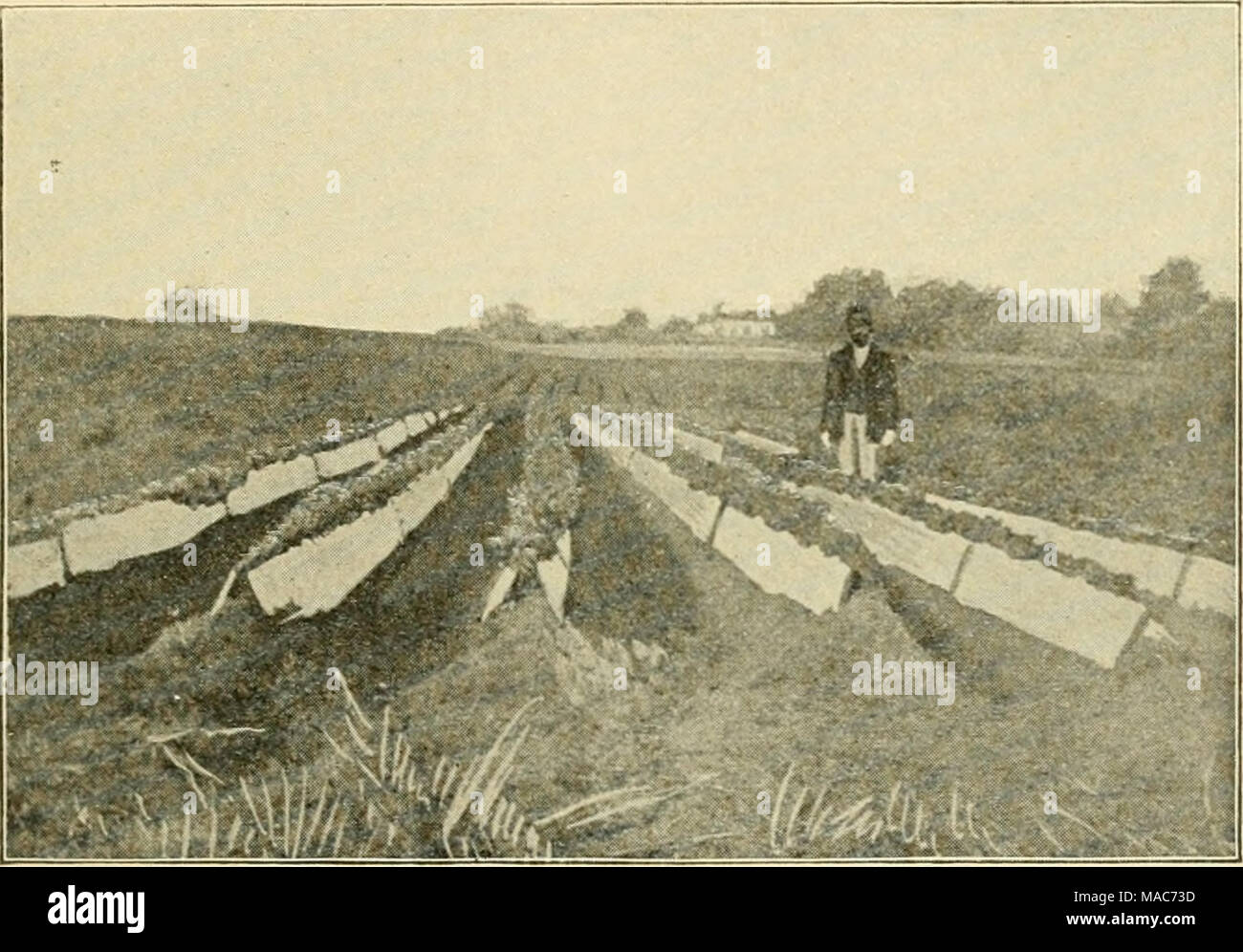 . Dreer légumes en plein air . Le Céleri DE BLANCHIMENT AVEC BOAEDS. J. Milton Berger, Jamaïque, Long Island, le 30 octobre 1896. Nous avons vu cette méthode a essayé, mais pas encore avec de très bons résultats. Le céleri les plantes sont souvent établies entre les rangs de maïs sucré, alors que le maïs est toujours debout, ou parmi des choux ou d'autres cultures. Dans le cas du maïs chaque ligne est occupée, alors qu'entre en étroite collaboration-choux plantés tous les 2 rangs est défini avec le céleri. L'ombrage temporaire par le maïs est plutôt bénéfique ; si rien ne pouvait être une amélioration sur le bien- prêt terrain ouvert, avec la culture ^ood et humidité suflBcient Banque D'Images