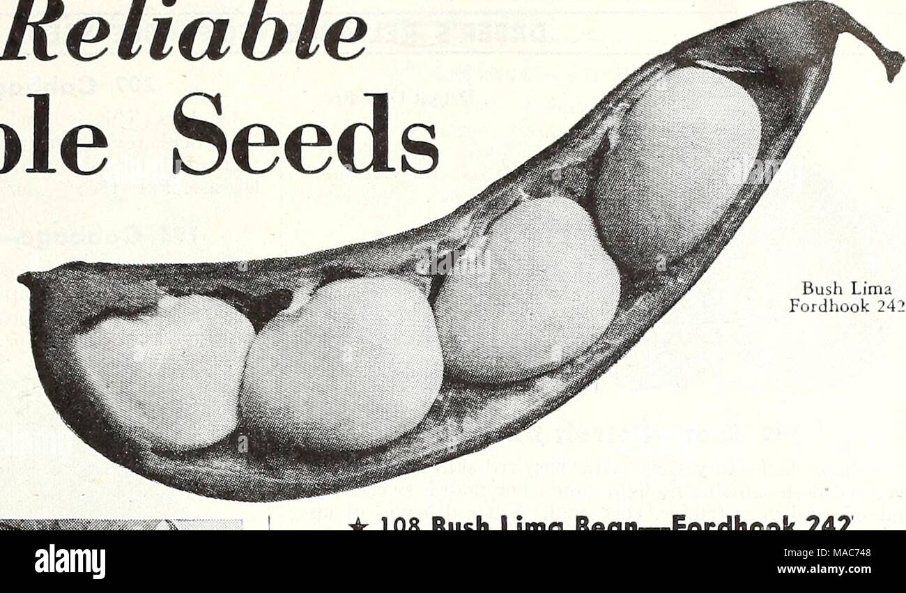 . Dreer's nouveautés et spécialités pour 1948 : trois superbes zinnias pour chaque jardin . Bush Bush Beaa Fordhook Lima 242, Pencil-Pod BeanâFull Bush 31 cire noire mesure 60 jours. Un excellent accueil et jardin très charnue avec variété de mise en conserve, fragile, sans fil gousses de couleur vert moyen et 6 pouces de long. Les plantes sont très économes et donc plus productifs. La qualité d'un bean de l'apparence attrayante. Pkt. 10c ; ^ lb. 30c ; lb. So'c ; 2 lb 90 c ; 5 lbs $2.00. Bush 23 BeanâBountiful 48 jours.Peu d'autres haricots, large- ment populaires comme ce splendide, vigoroui resistani-maladie, et va Banque D'Images