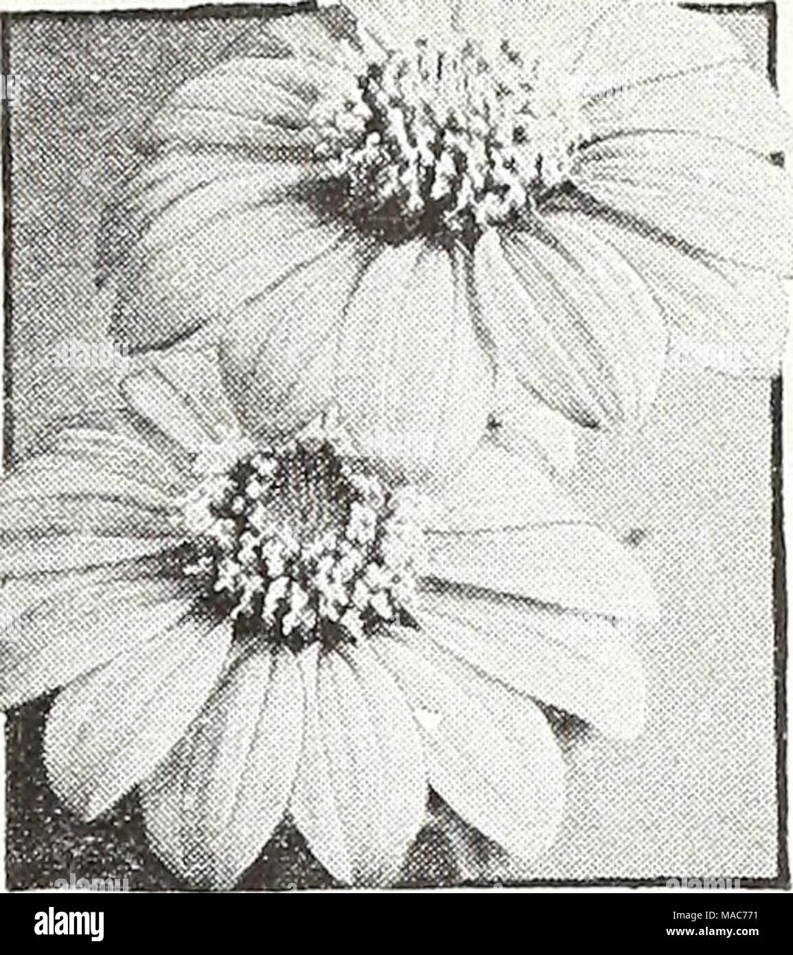 . Dreer's nouveautés et spécialités pour 1948 : trois superbes zinnias pour chaque jardin . Early-Flowering speclosa Tithonia Tithonia speciosa ®, Siuiflower mexicain Golden Flower de l'Avalon 4288 Ineas hybrides plus mitigés. Les plantes majestueuses, 6 pi. de haut, l'exécution au cours de l'automne long- voyantes fleurs tiges allant de la topaze orange à flamme écarlate bruni-. Pkt. 25c ; grand pkt. 75c. 4289 Early-Flowering. Intensément bril- liant, or-orange fleurs profusément sur 6 pieds majestueux. les plantes au cours de l'automne. Les grandes fleurs sont un peu comme les Zinnias unique. Pkt. 15c ; grand pkt. 40c. Banque D'Images