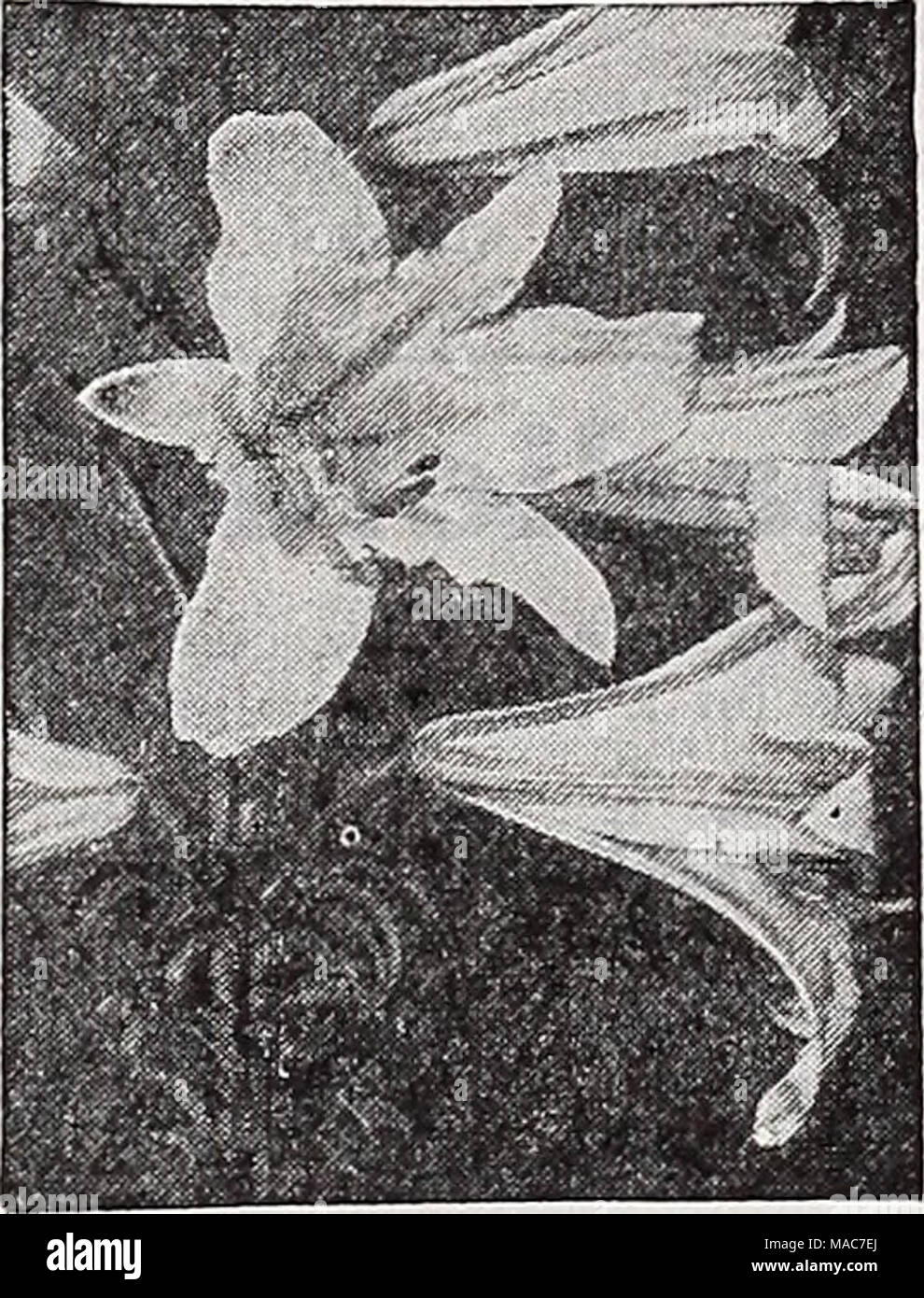 . Les nouveautés et les spécialités Dreer 1939 : 101 ans de semences de qualité Dreer bulbes plantes . Lilium regale-Royal Lily Regale Regal (Lily). ® 3-5 ft. Mag- nificent, grandes, en forme de trompette, doux parfum, fleurs blanches, rose à l'ombre sur l'extérieur et teinté de jaune à la base. L'environnement de la chaux. Floraison en juillet. Ampoules 7 Couvercle de 80 cm de profondeur. 25c chaque ; 2,50 $ douz. Speciosum (album Show Blanc Lily). ® 3 ft. Grandes trompettes blanches avec bande verdâtre. Fleurit en août et septembre. L'impartialité en chaux et fait bien dans l'une ou l'autre soleil ou ombre. Ampoules couvrir 8 pouces de profondeur. 50c ; chaque 5 $ par douz. Speciosum Banque D'Images