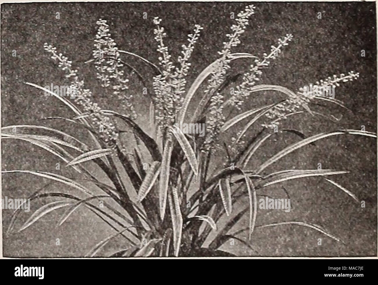 . Dreer's nouveautés et spécialités pour 1937 . Ophiopogon Jaburan Snakebeard-UN variegatus ® une frontière très souhaitable avec des plantes à feuillage vert, longue et étroite rayée joliment l'or. Bleu profond voyantes fleurs en juillet et août. Son port compact l'adapte aux frontières nain et la rocaille. Bien qu'entièrement hardy il est souvent cultivé dans un pot. Chaque 30c ; 3 pour 85c ; 12 pour 3 dollars ; 25 pour 5,75 $. 24 UN  =adapté à Rock Garden ; ®  =adapté à Semi-Shade ;  =adapté à l'ombre Banque D'Images