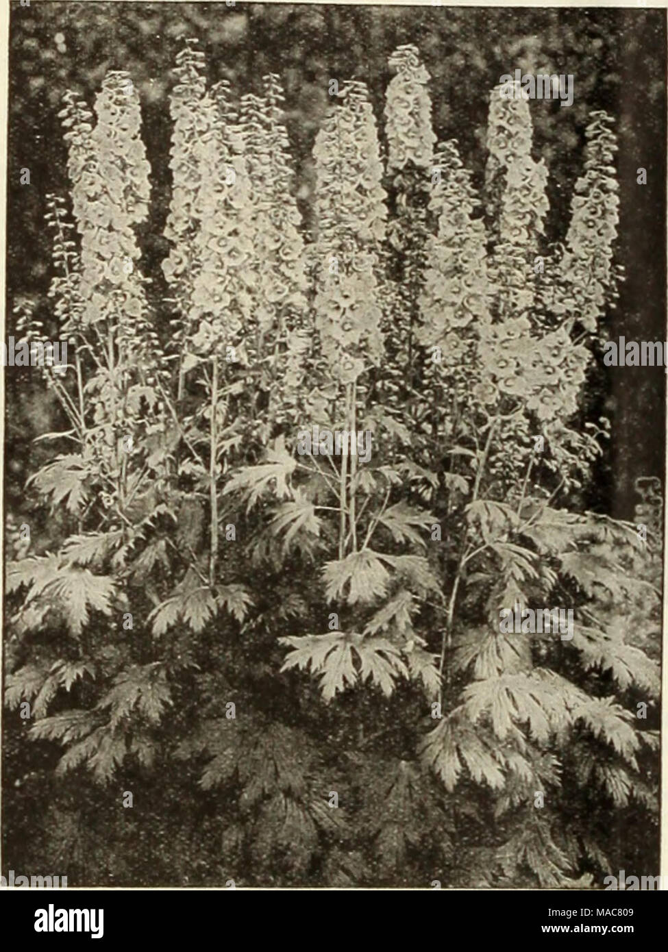 . Du milieu de l'été 1934 Dreer liste . 22402219 Dreer hybride de luxe du Delphinium Delphiniums Divers Médaille d'hybrides. L'un des meilleurs hybrides mixtes de stniins offerts. Les plantes sont d'habitude fort, vigoureux. Les grandes fleurs sont étroitement définies sur deux pointes de pieds de long et plus, la majorité d'exécution en nuances plus légères de bleu. Pkt. 15c ; j'oz. 50c ; oz. SI.50. Belladonna, améliorée (Cliveden Beauty). Tous les experts reconnaissent que cette souche est une réelle amélioration de l'original. C'est la plus abondante et la plupart des fleurs en continu de tous les Larkspurs Hardy. Le bleu turquoise clair de sa fleur Banque D'Images